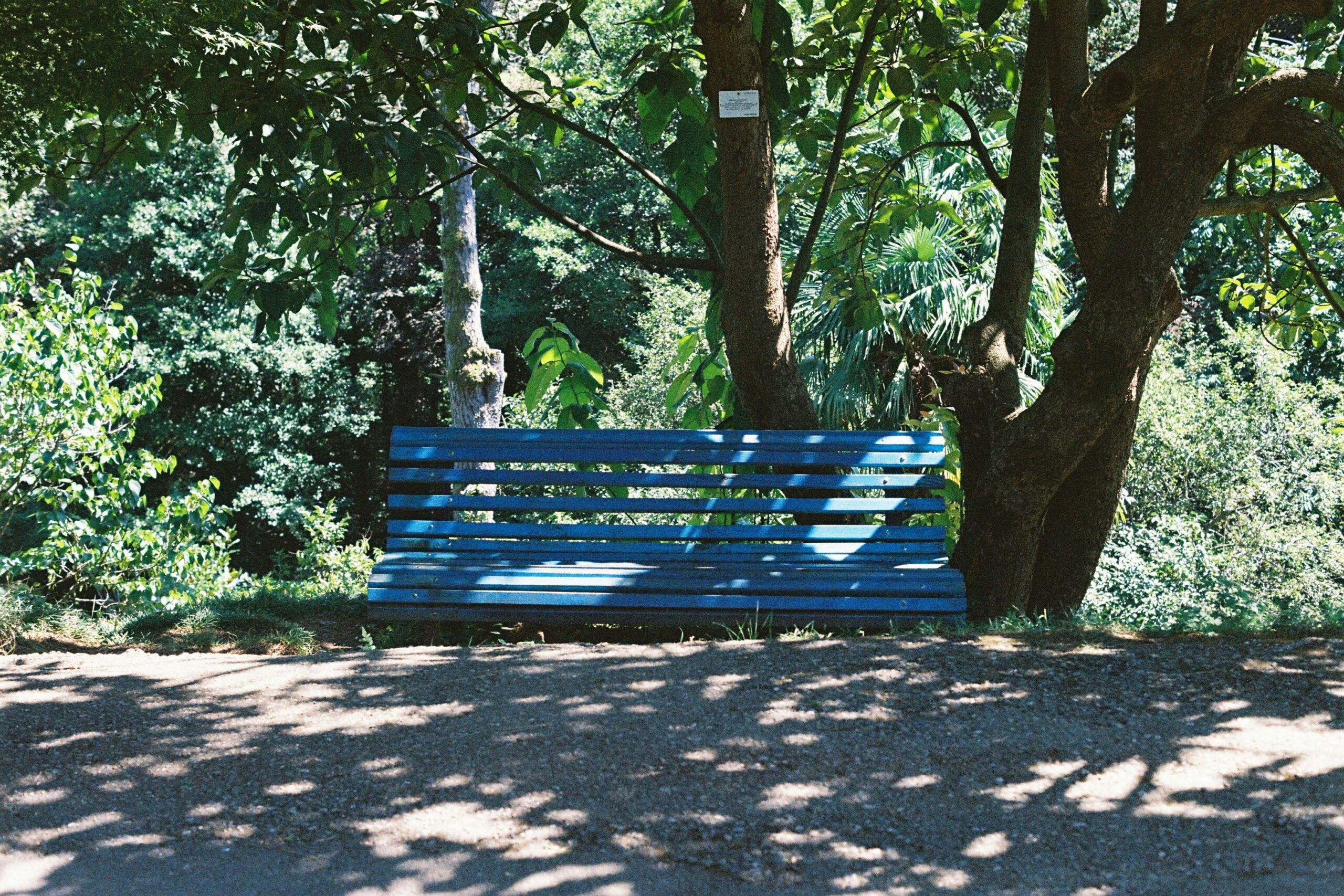 A golden retriever wearing a blue harness sitting peacefully in a park during its retirement ceremony