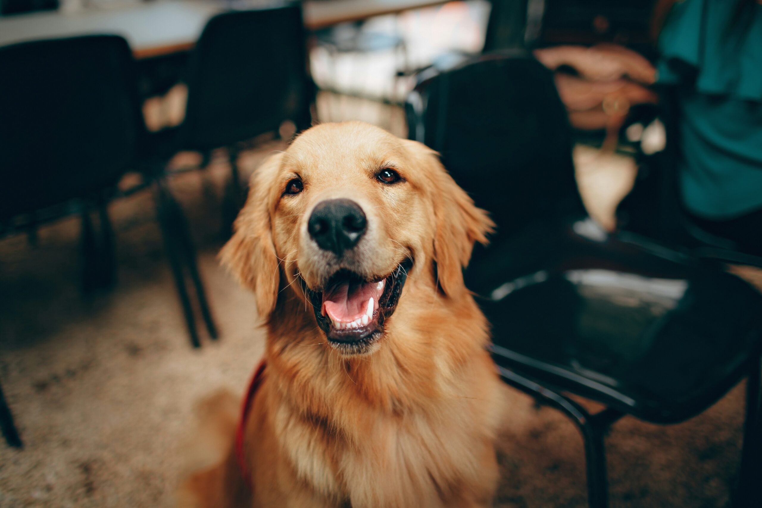 A guide dog trainer smiling as they review financial documents at their desk.