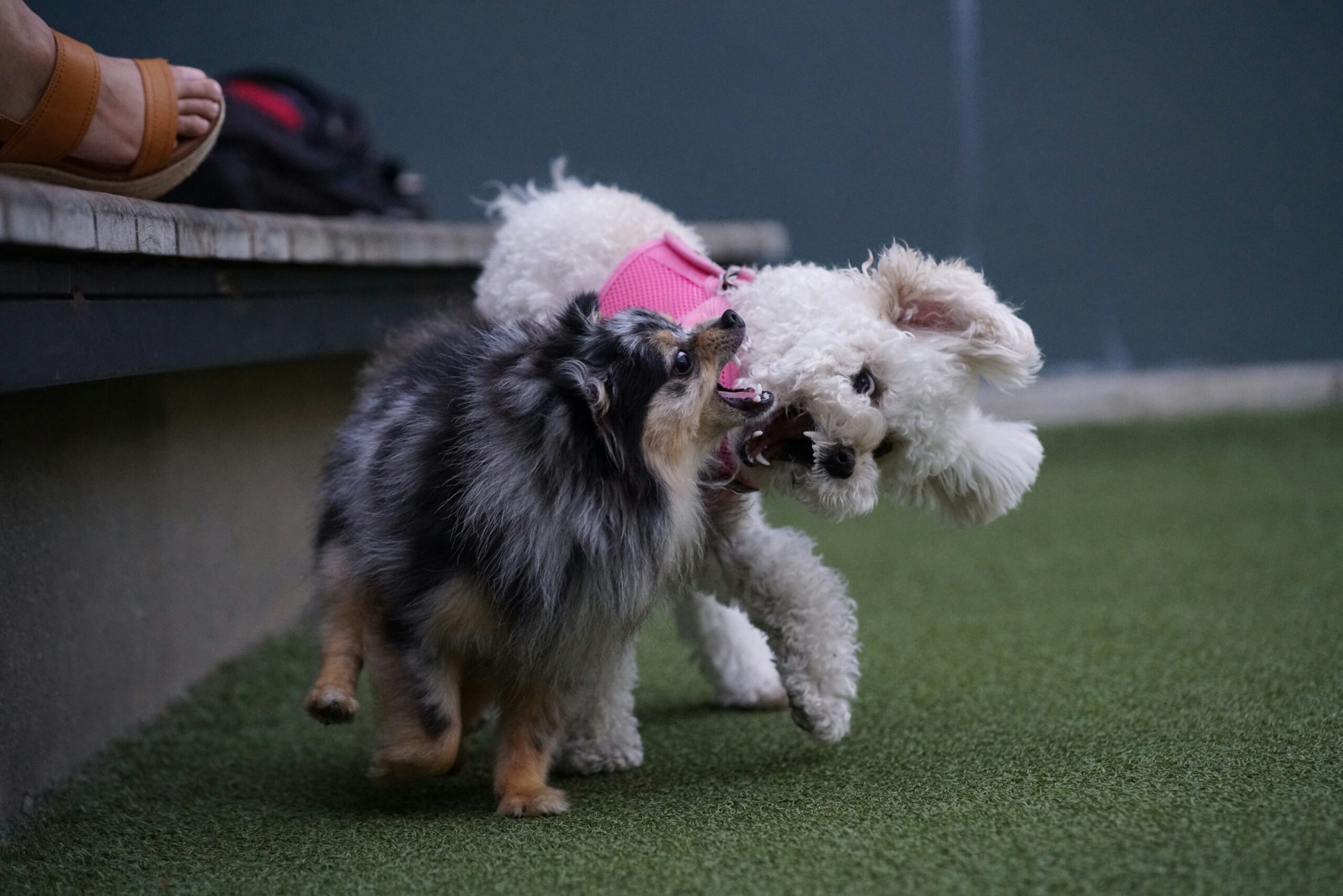 A guide dog trainer working closely with a handler and their dog in an indoor training session.