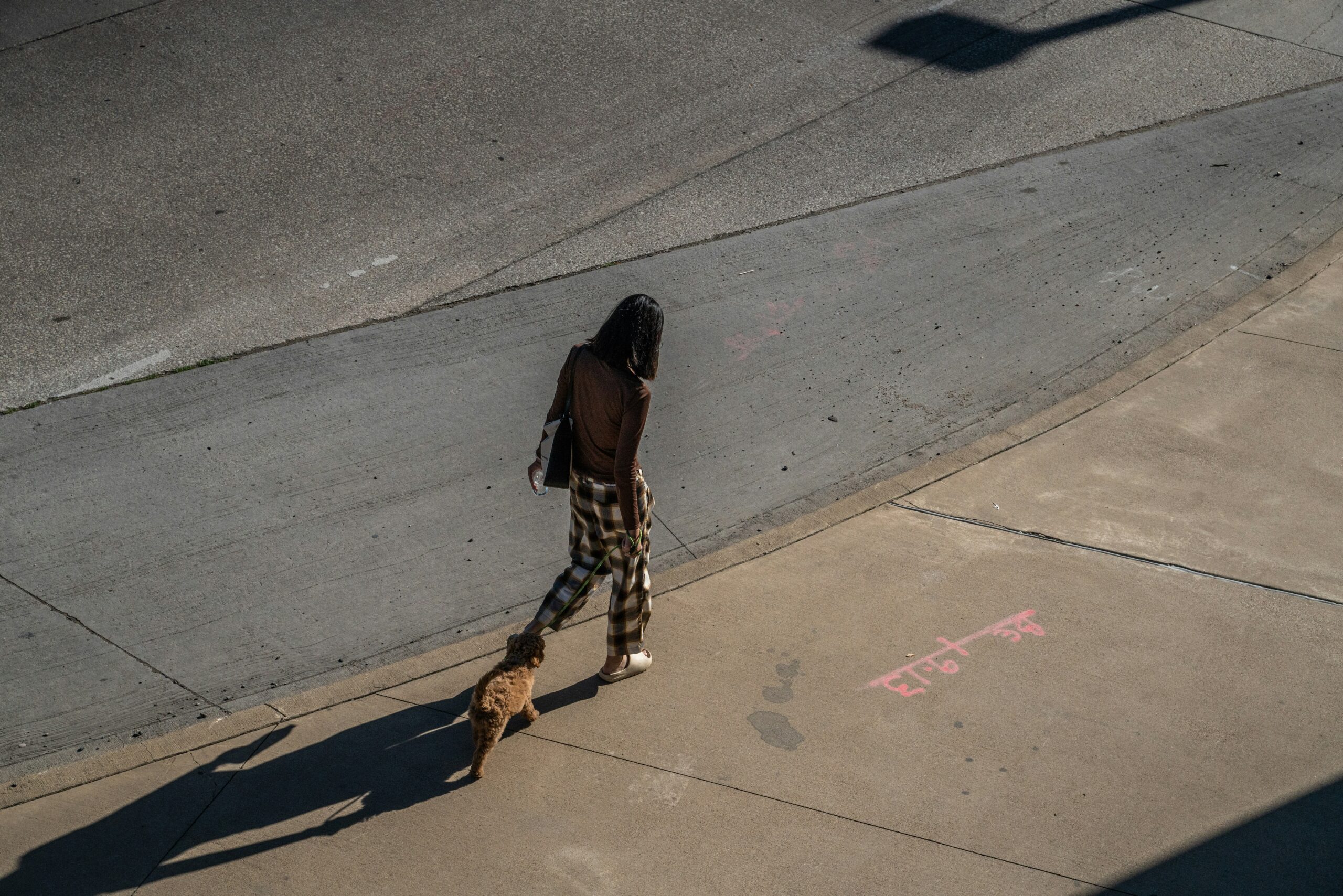 A guide dog walking confidently across an urban crosswalk contrasted against a peaceful countryside path