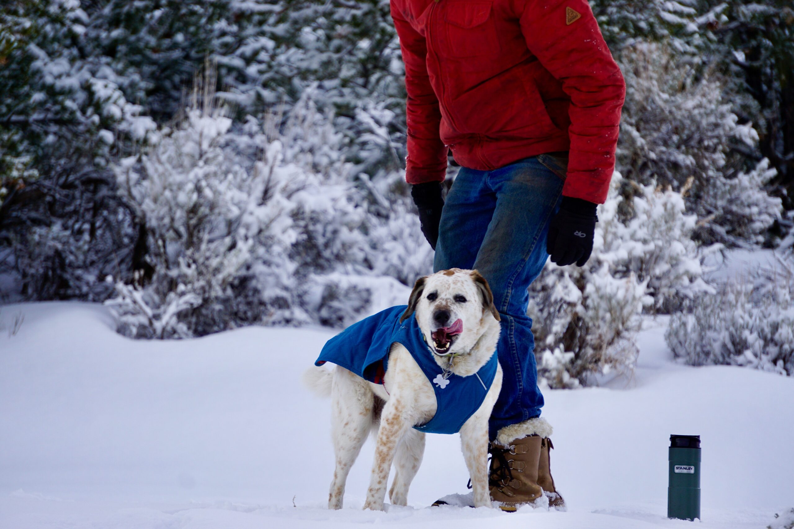 A happy guide dog confidently leading its handler along a snowy rural trail