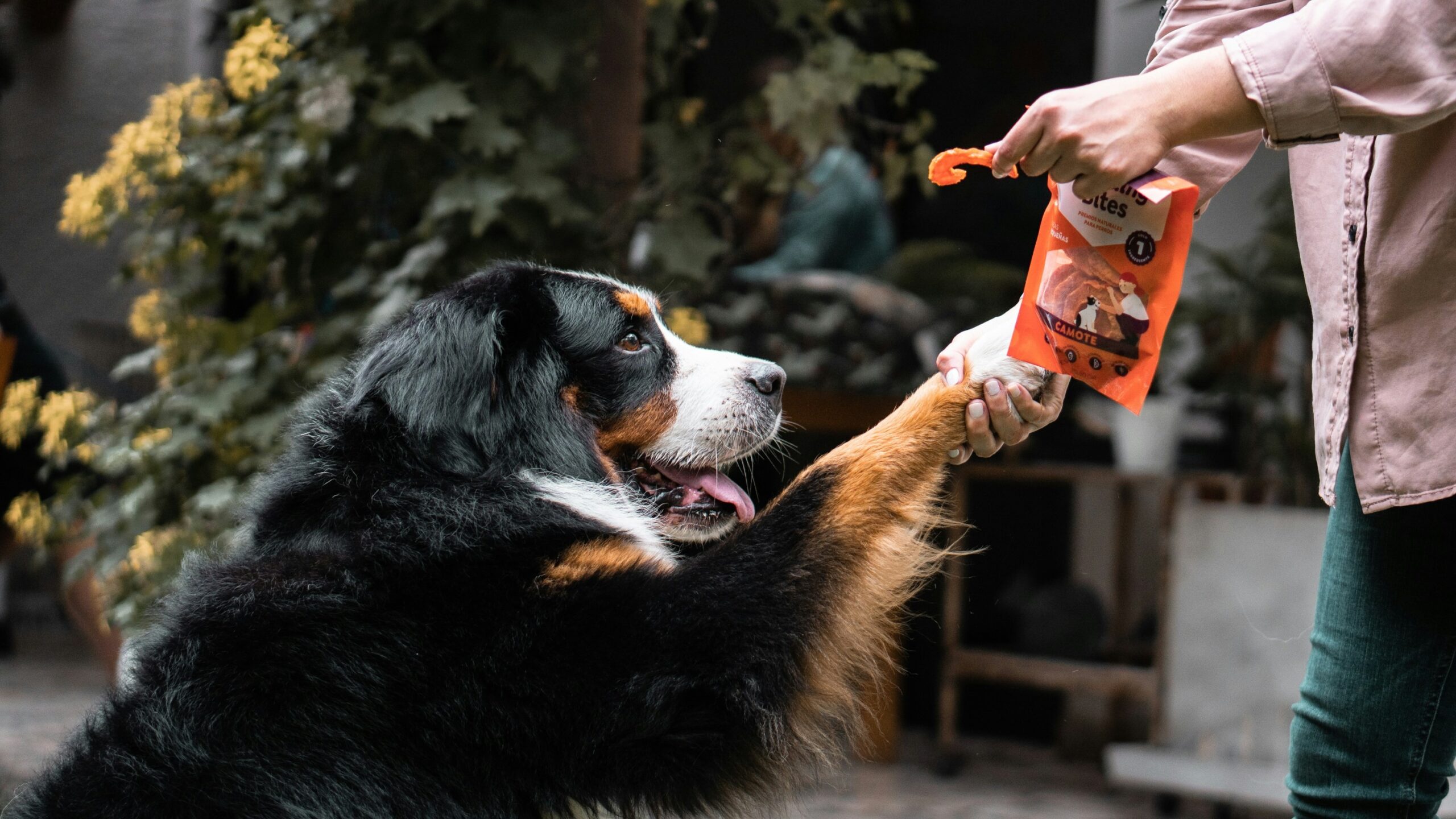 A happy labrador retriever holding a grooming brush