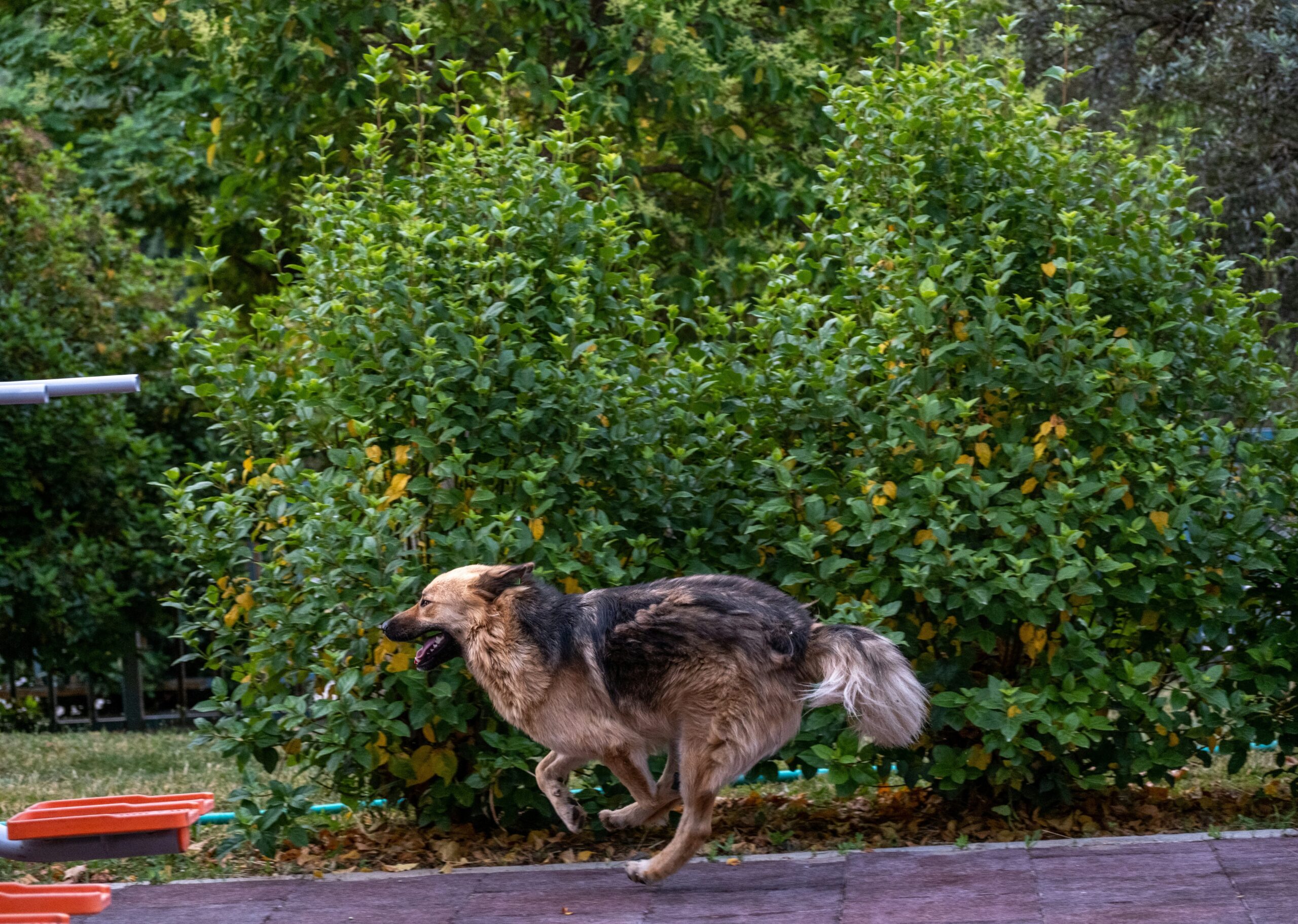 A retired guide dog playing fetch in a backyard