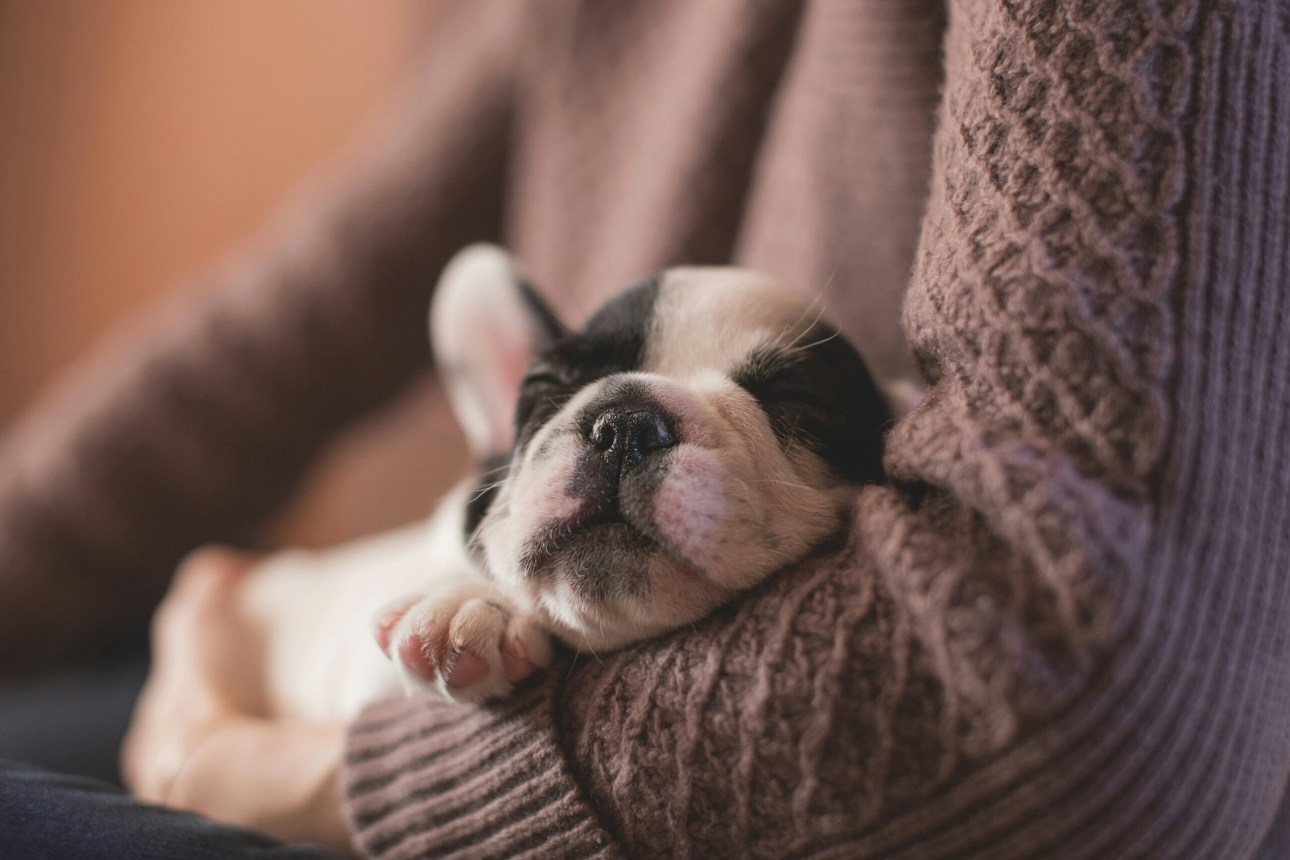 A senior guide dog lying comfortably on a couch with its tongue out, enjoying retirement.