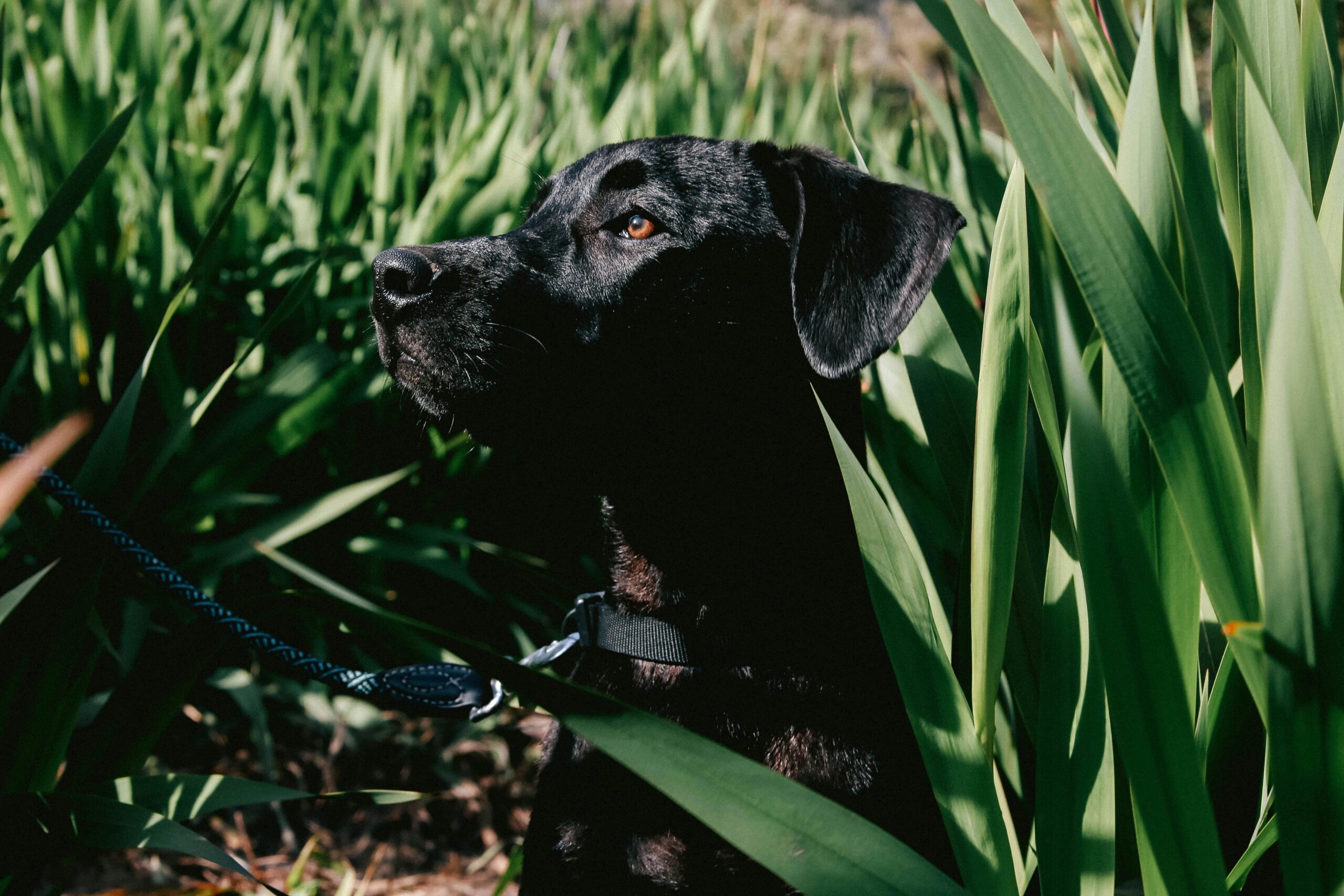 A senior Labrador relaxing on grass near its leash