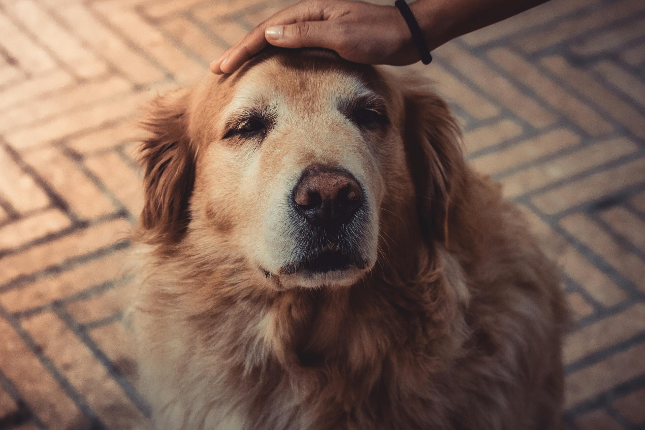 A trainer showing hand signals to a Golden Retriever guide dog