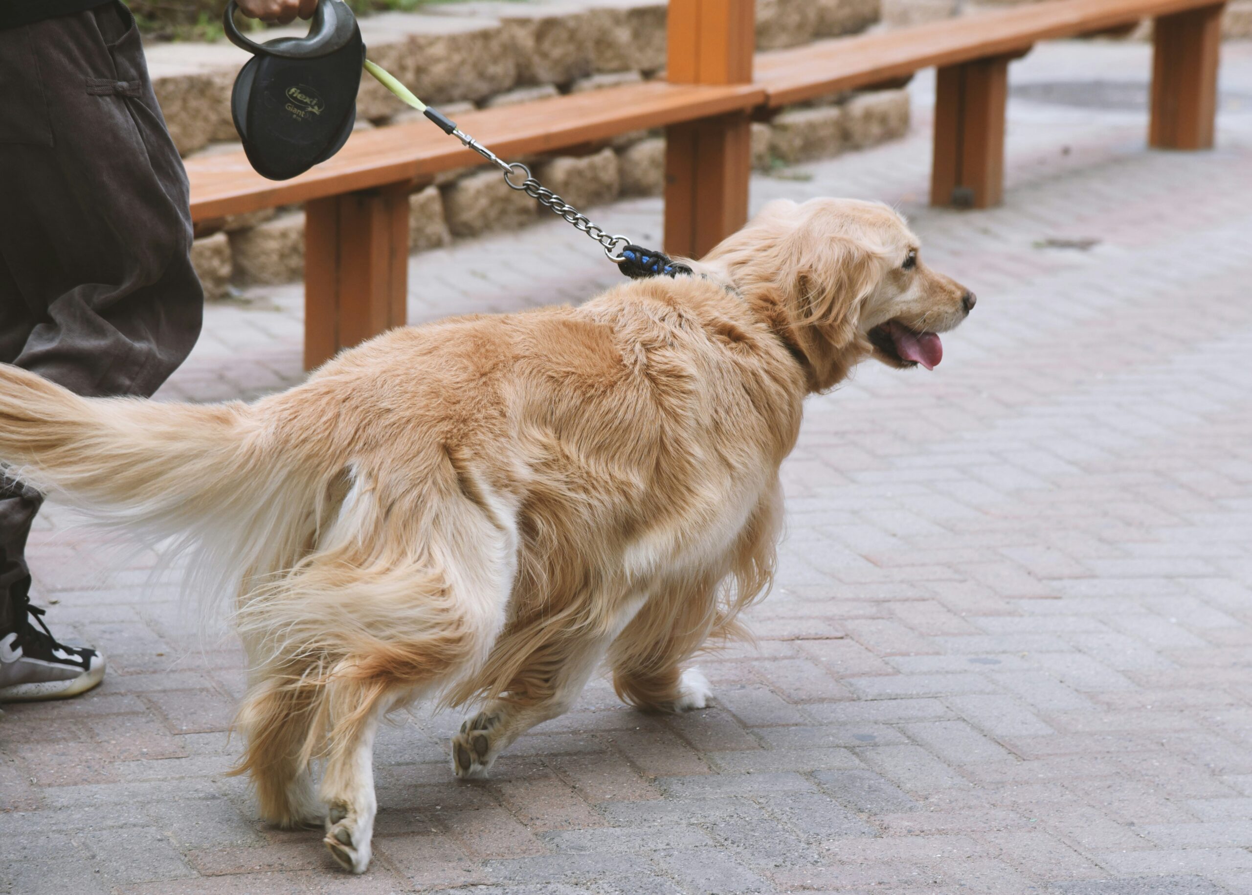 Chart showing weight tracking for a guide dog over six months