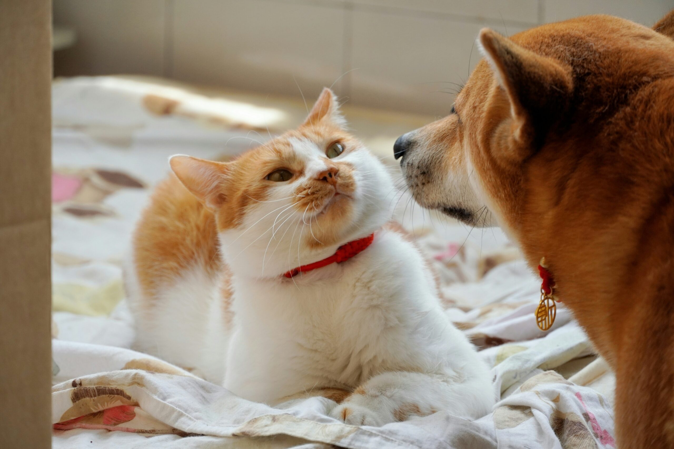 guide dog grooming