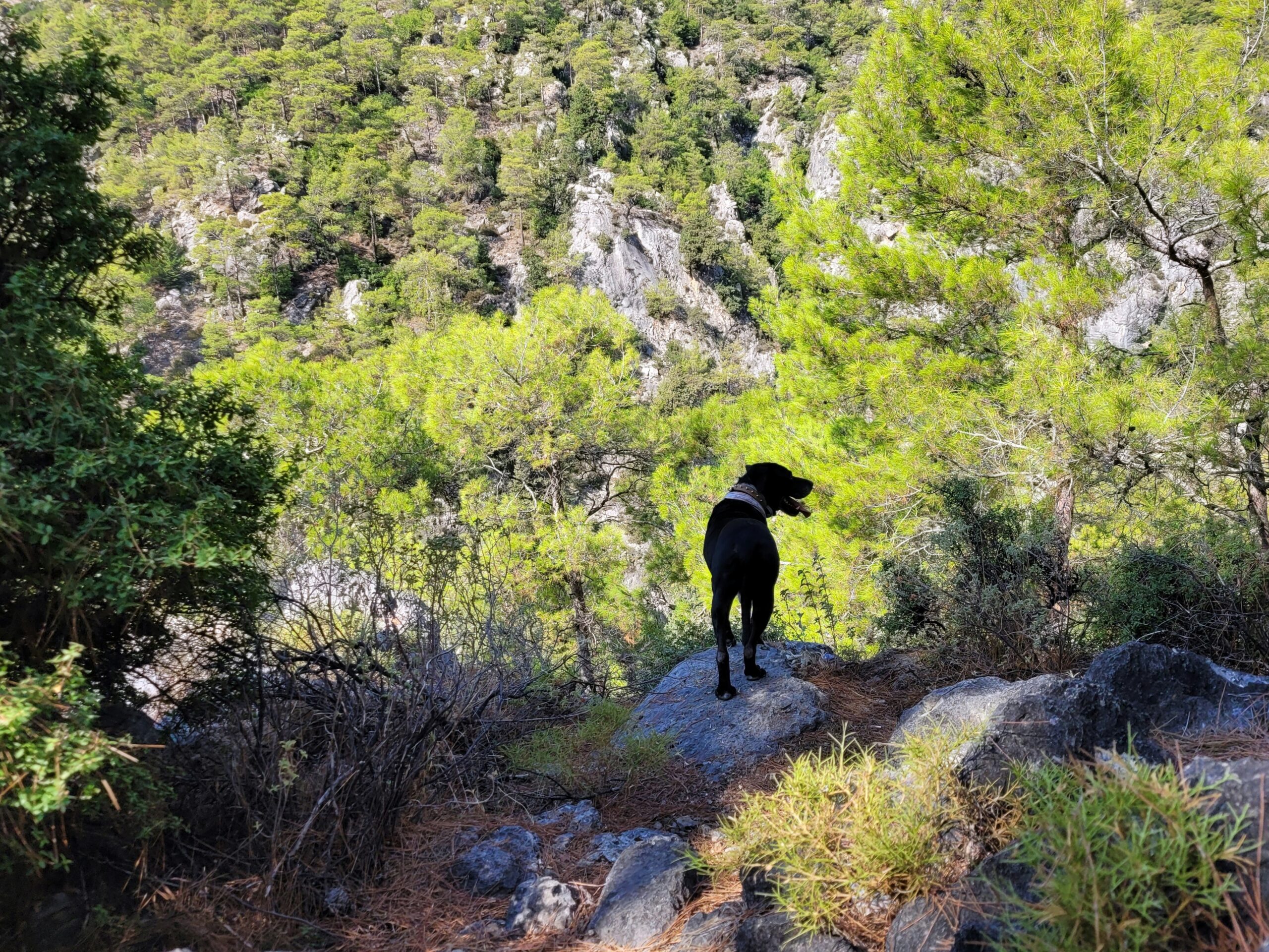 Guide dog hiking alongside handler through scenic trail