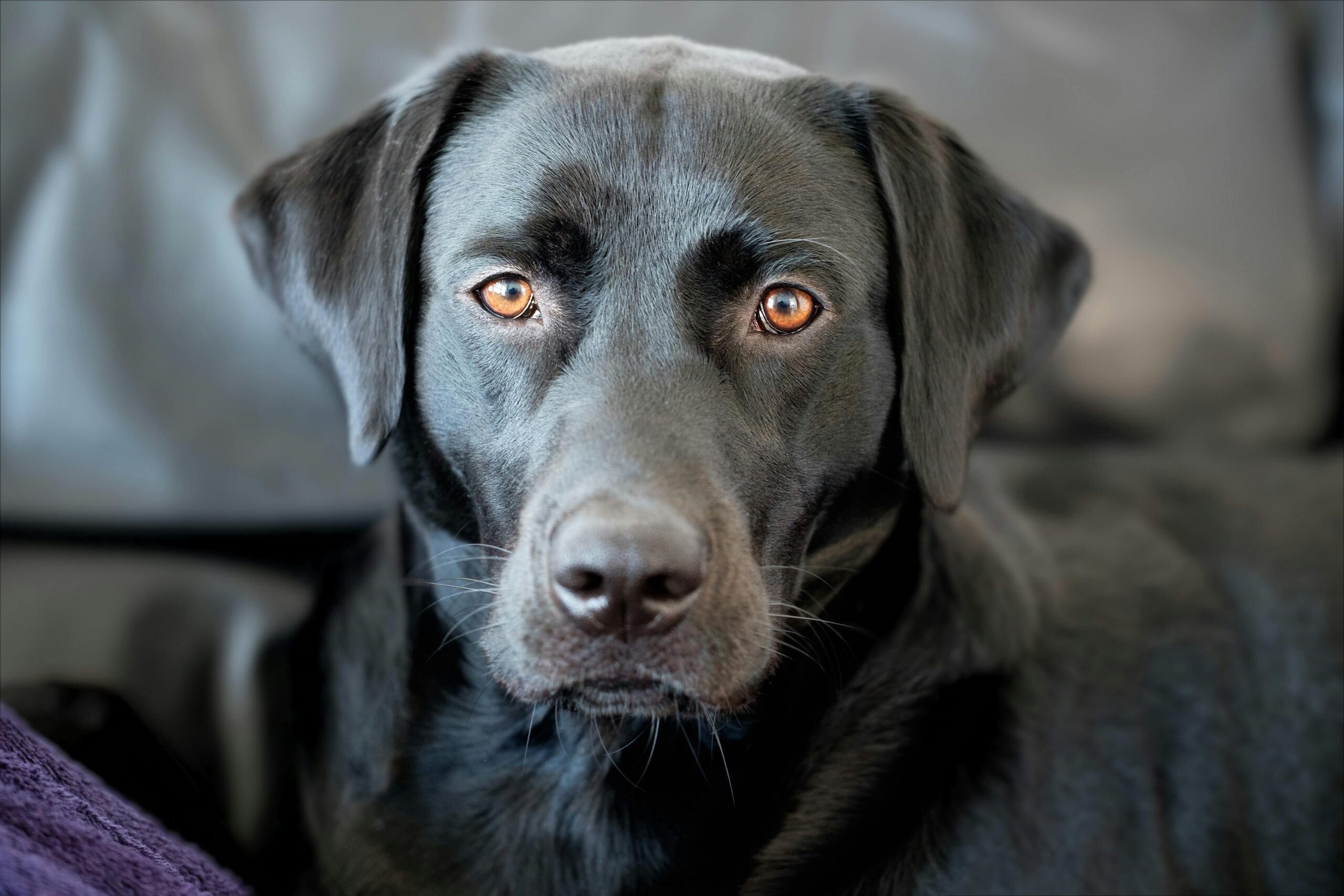 Guide Dog Puppy