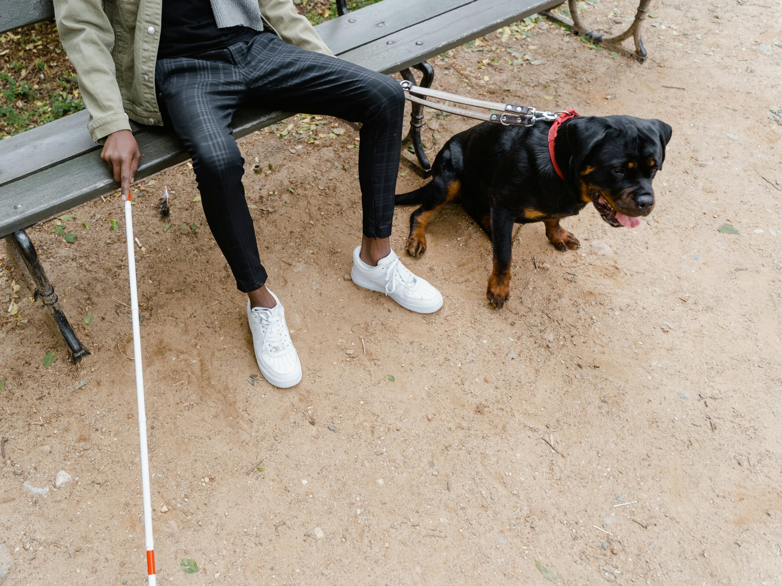 Guide Dog Training