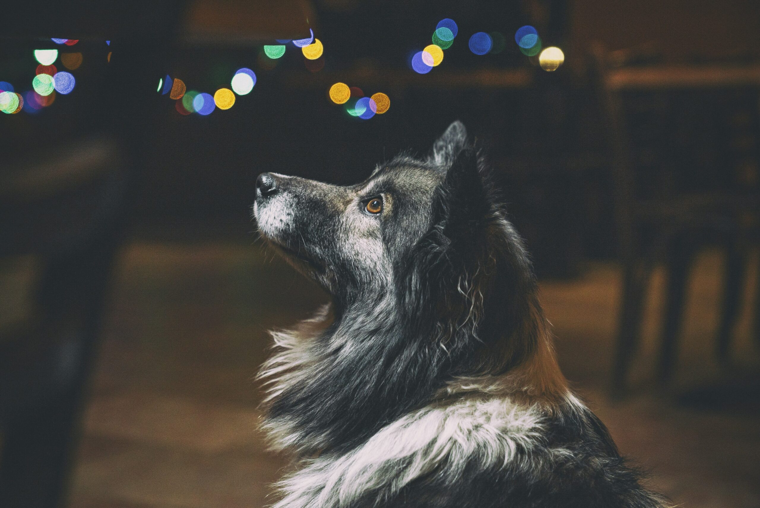 Illustration showing common obstacles faced during nighttime walks with guide dogs