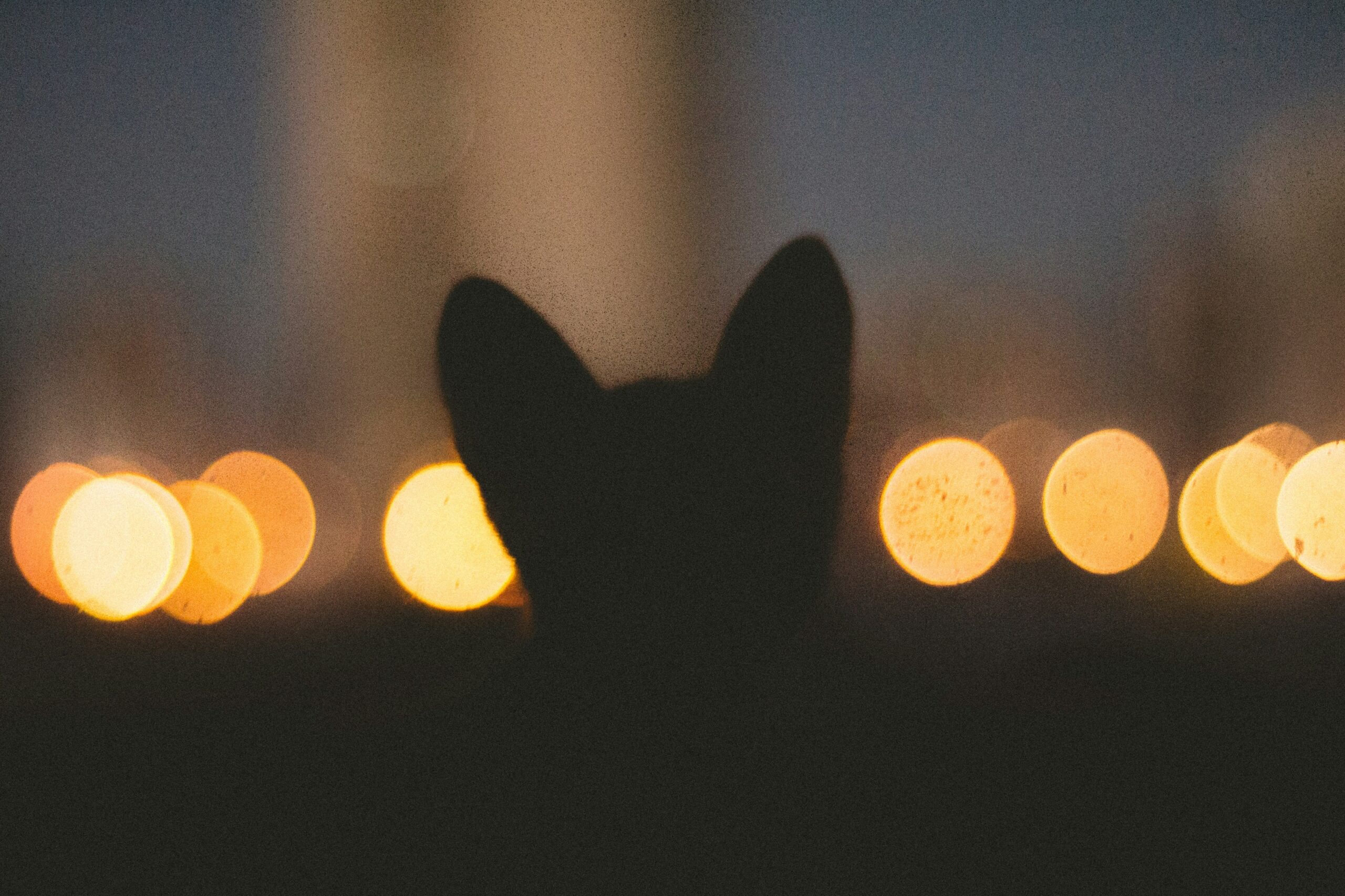 A guide dog wearing an LED collar during nighttime navigation practice