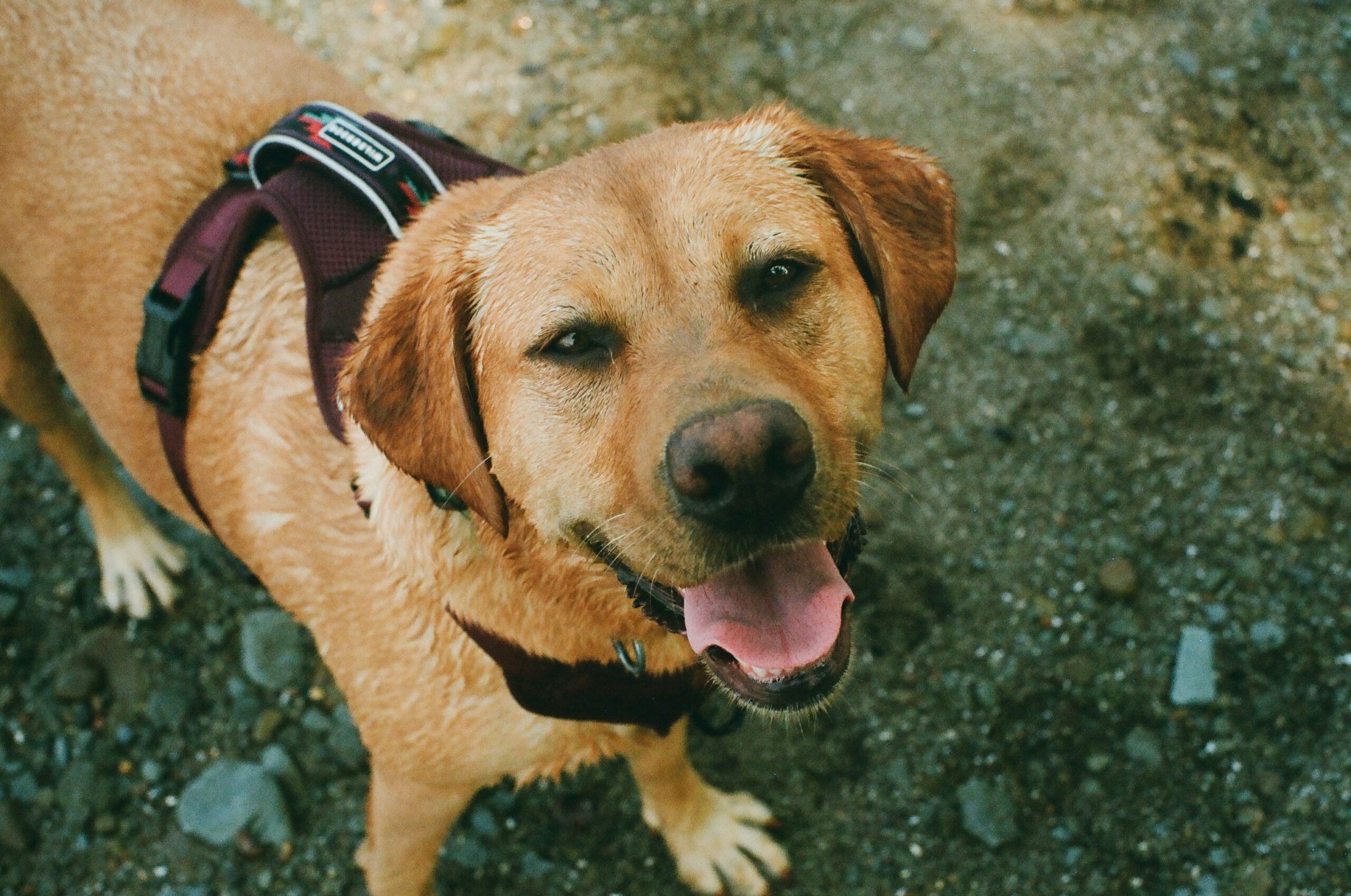 guide dog with GPS collar