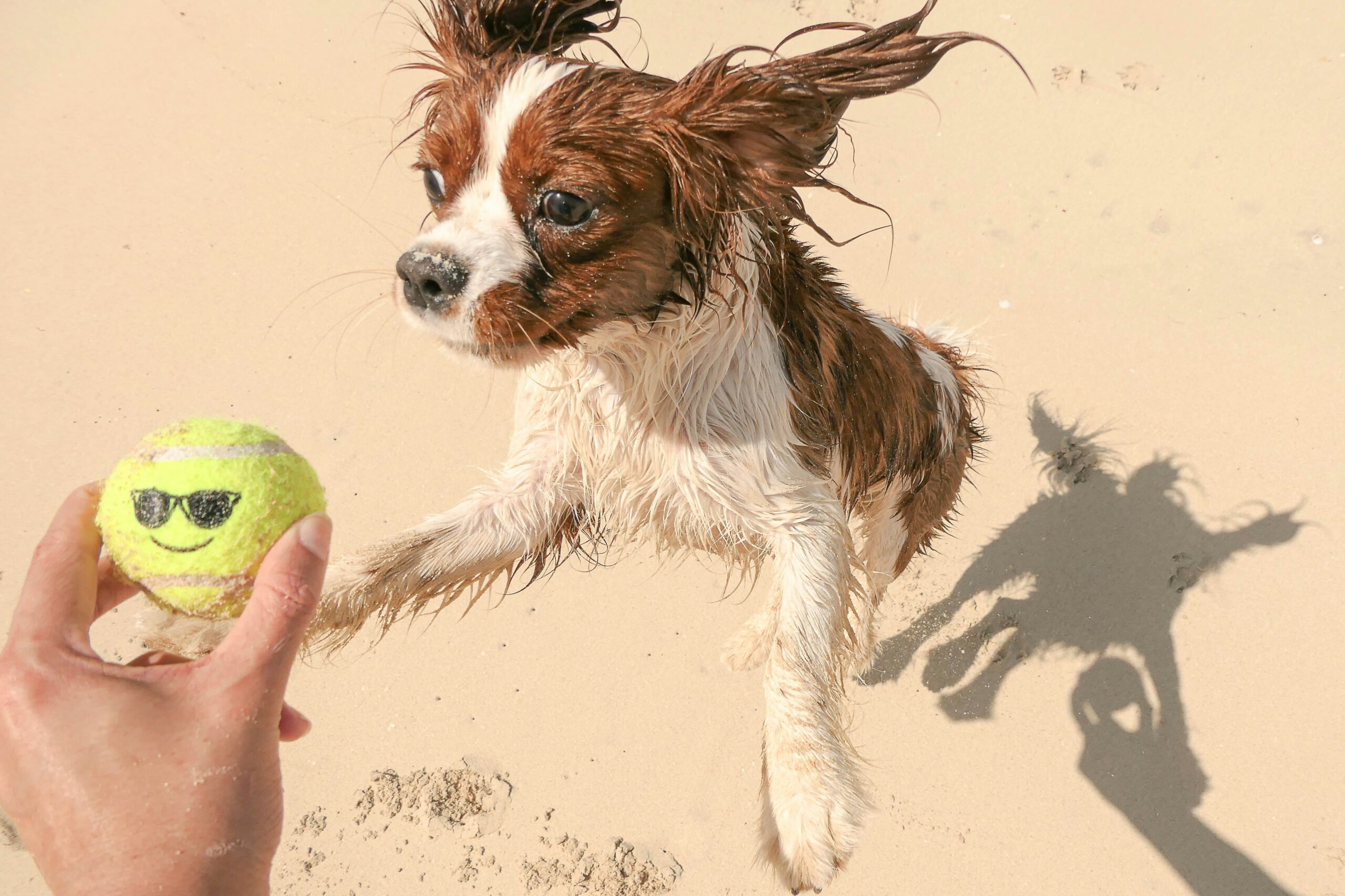 Illustration showing a sample weekly exercise schedule for guide dogs