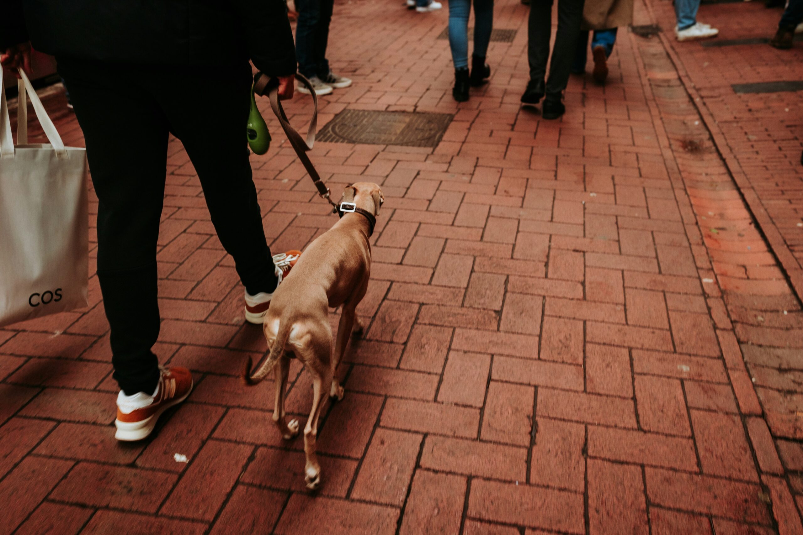 Infographic comparing traditional vs team-based guide dog training methods
