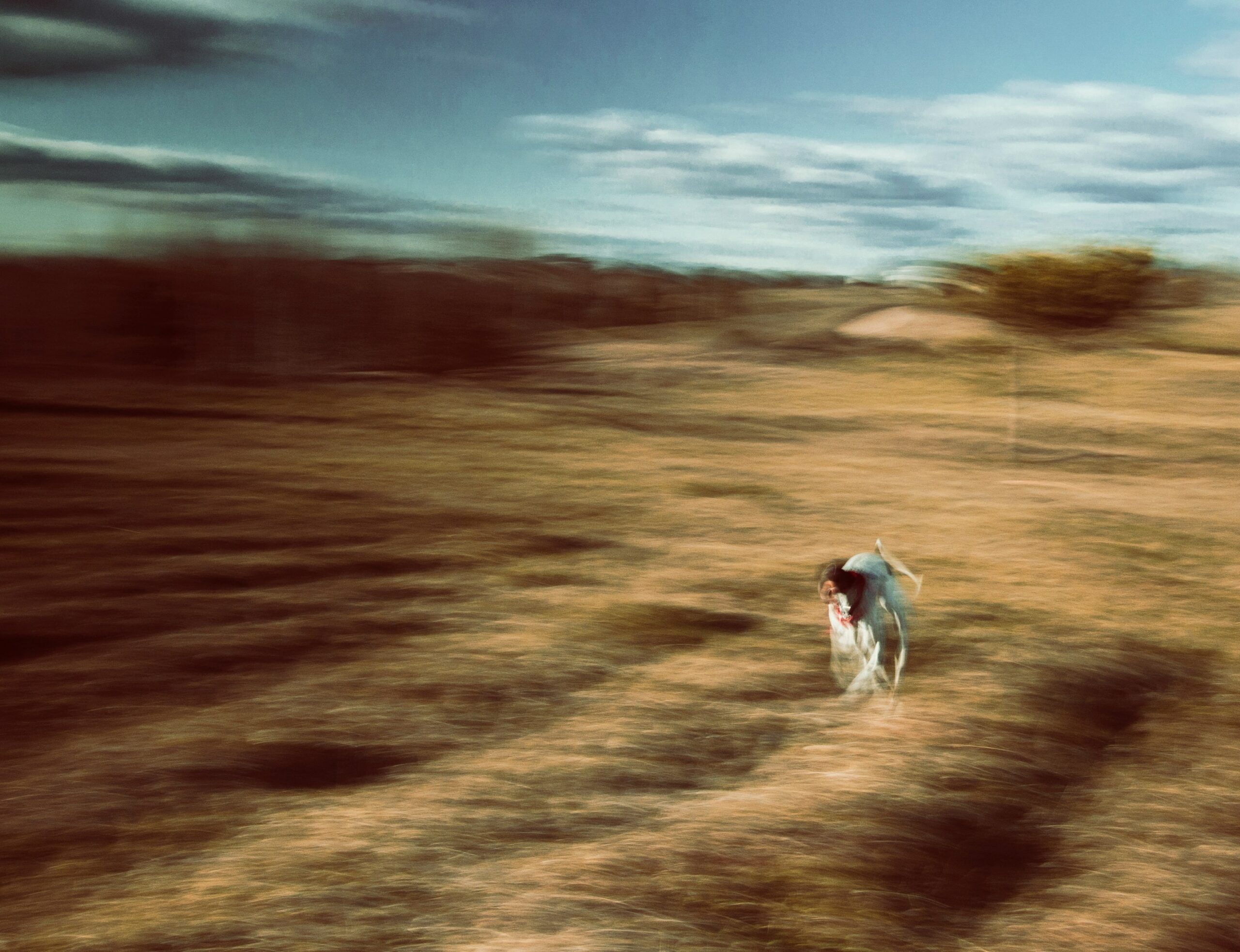 Luna, a German Shepherd, playing fetch with her owner in a sunny park.