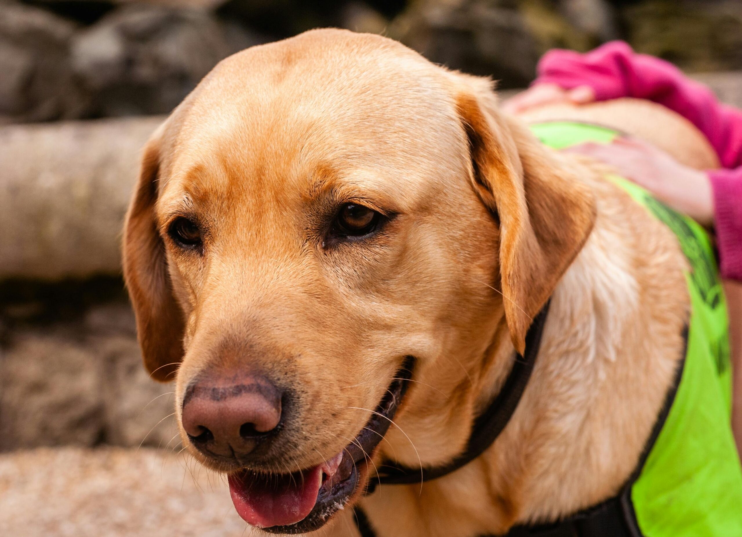 Photo of a golden retriever mid-training with a vest