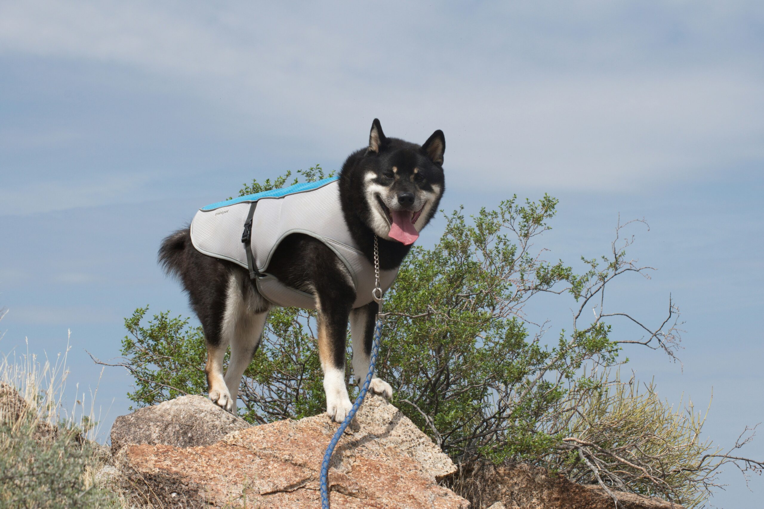 Photo of Rocky the guide dog wearing a service vest in action