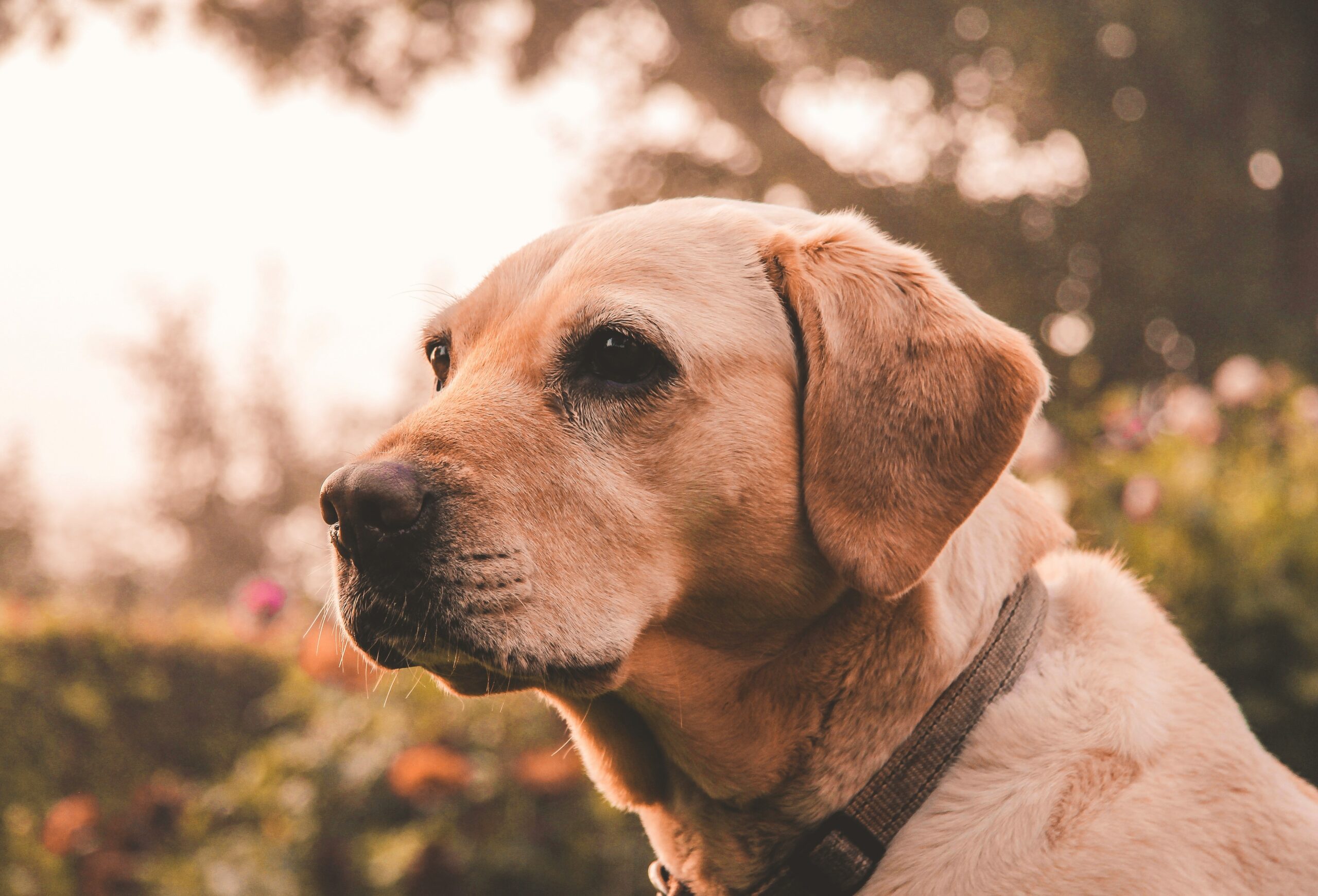 retired guide dog with owner