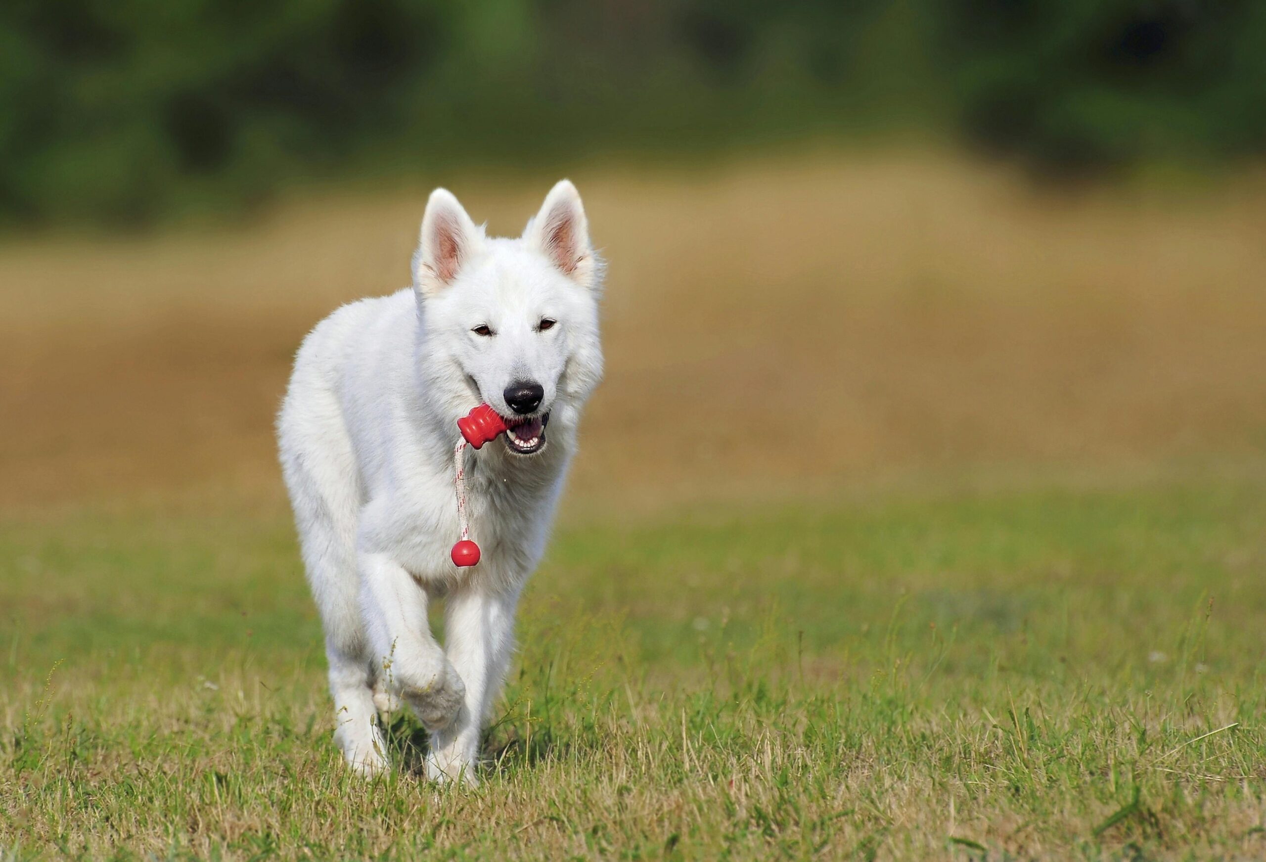 Trainer guiding a dog up shallow steps using a leash and treat