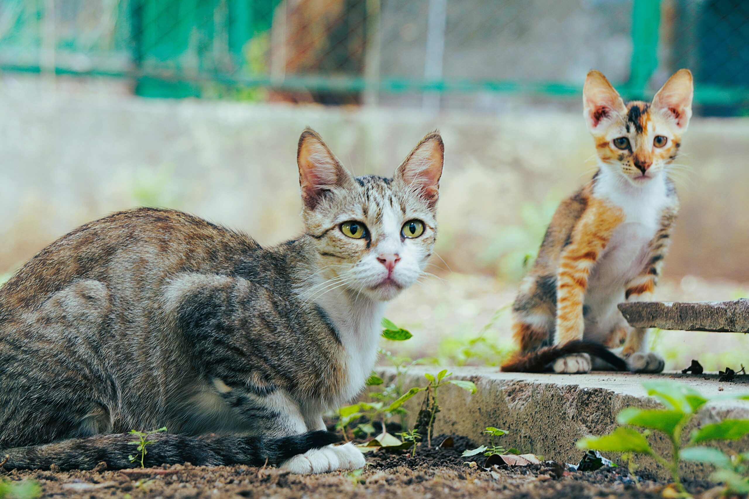 Transitioning to Pet Life
