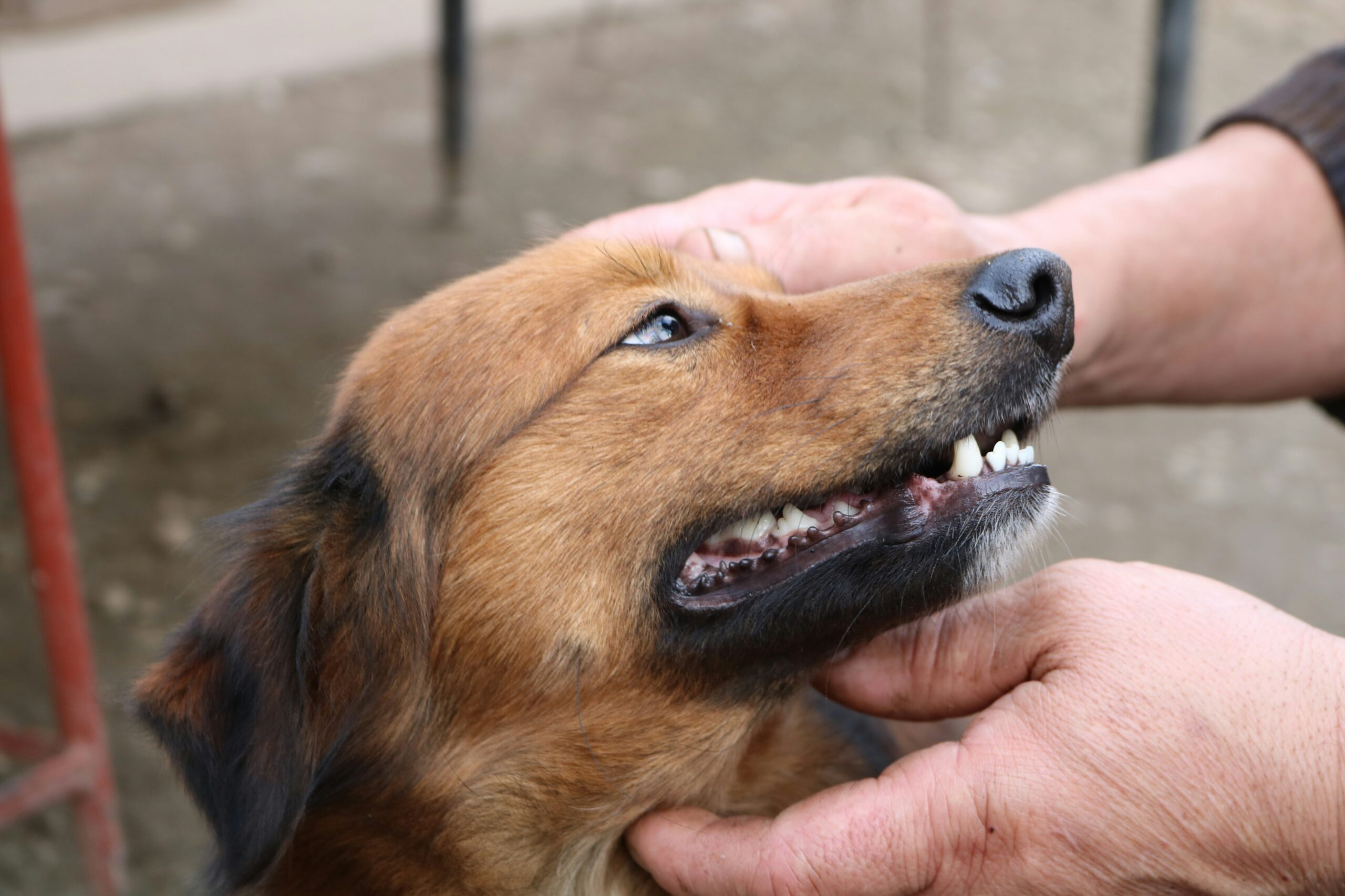 Veterinarian examining a guide dog's joints