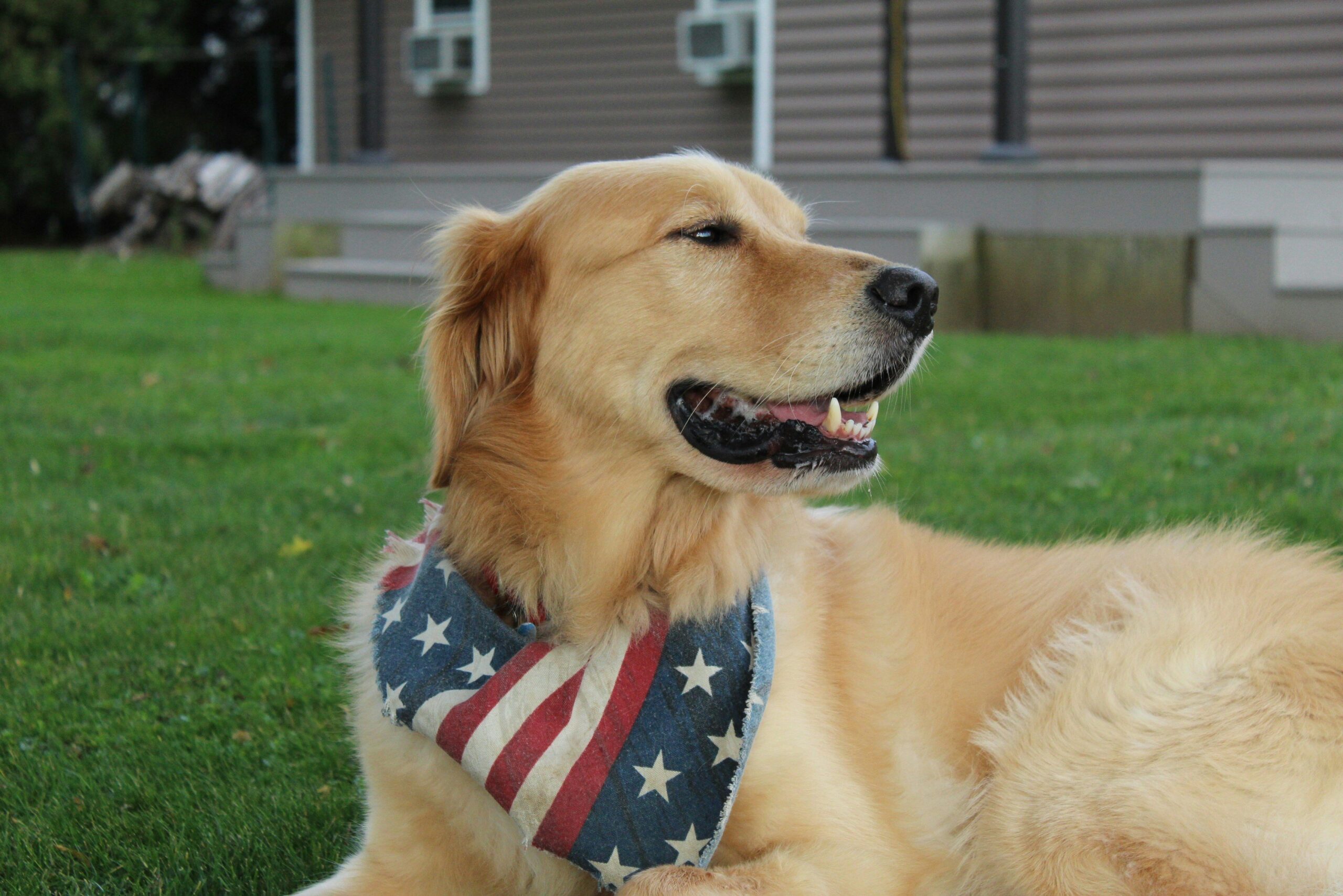 A golden retriever guide dog resting peacefully during retirement