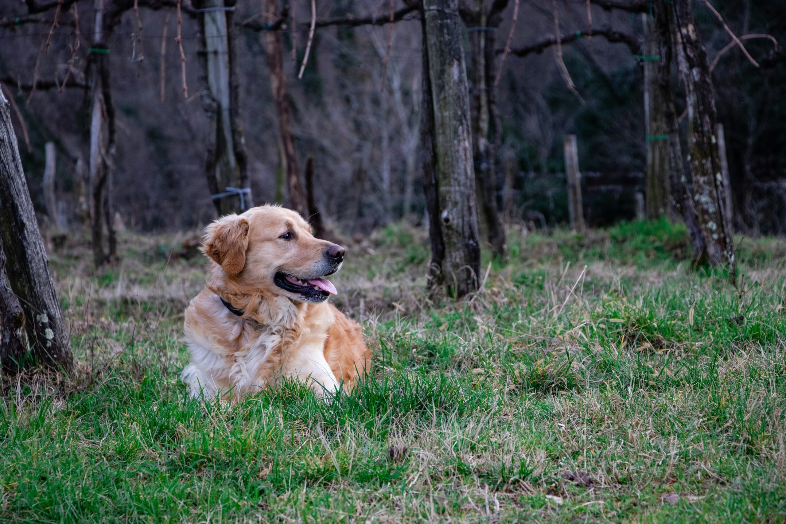 A golden retriever playing fetch at a playground