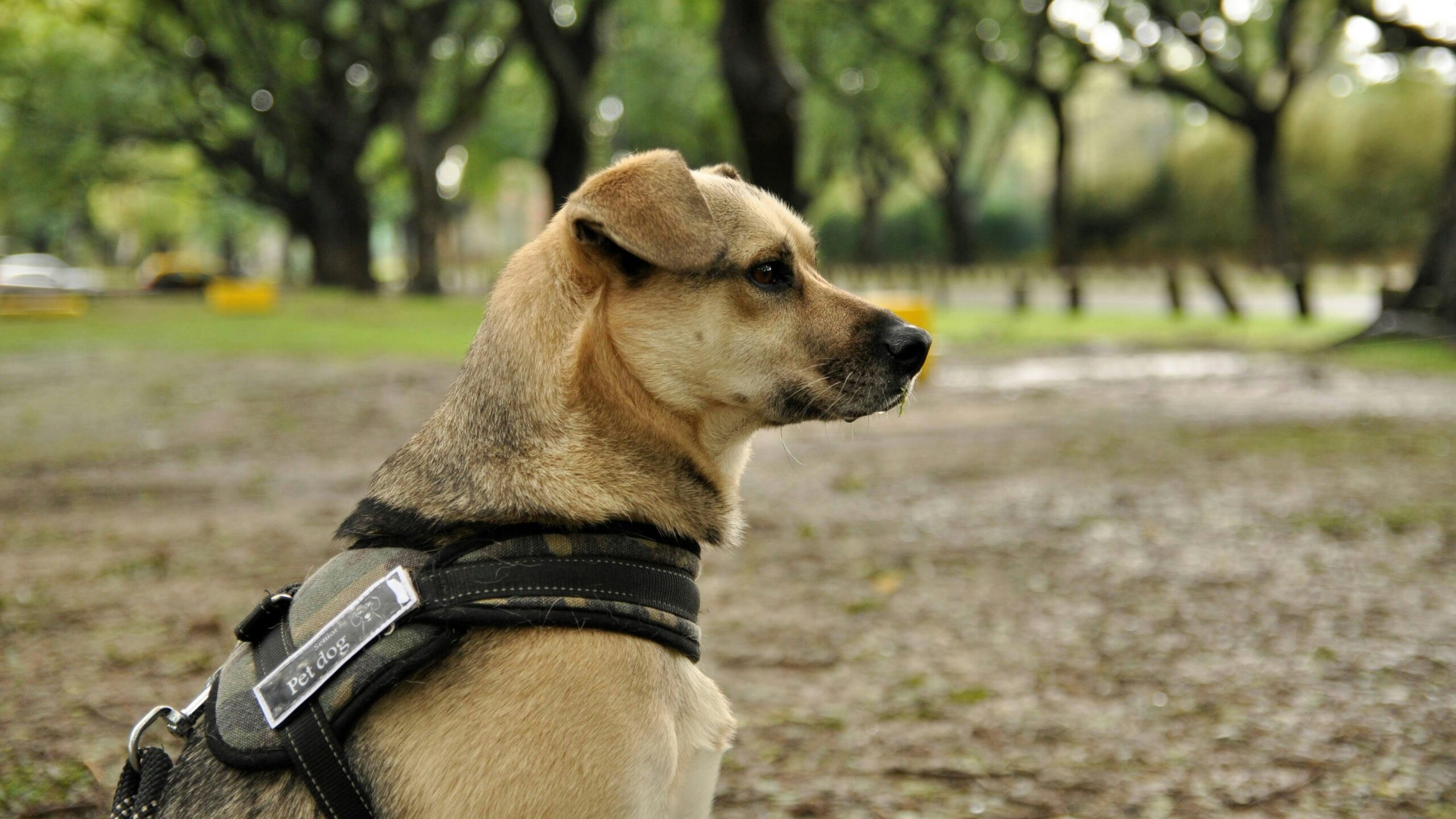 A guide dog helping its handler cross a city street