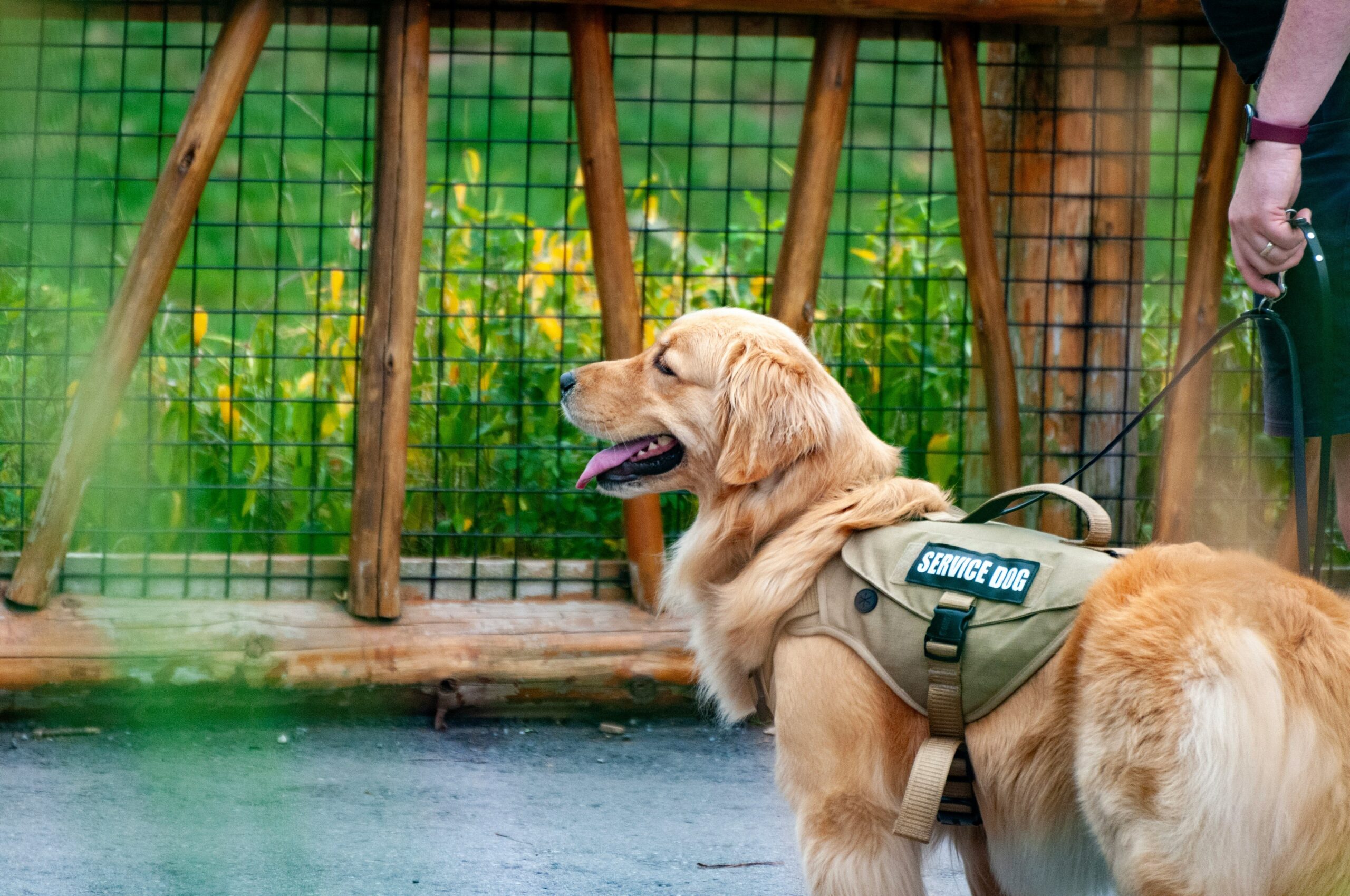 A handler and their guide dog walking together in harmony.