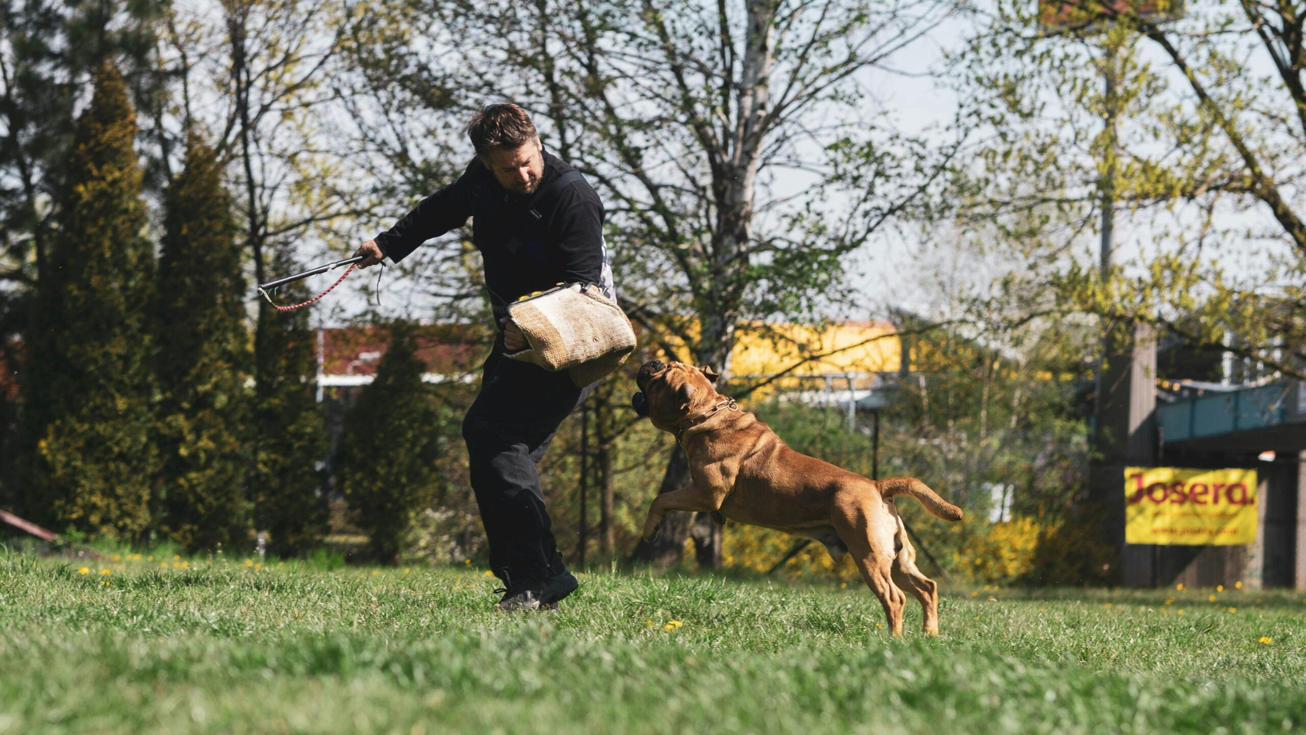 A person walking their guide dog calmly in a park setting.