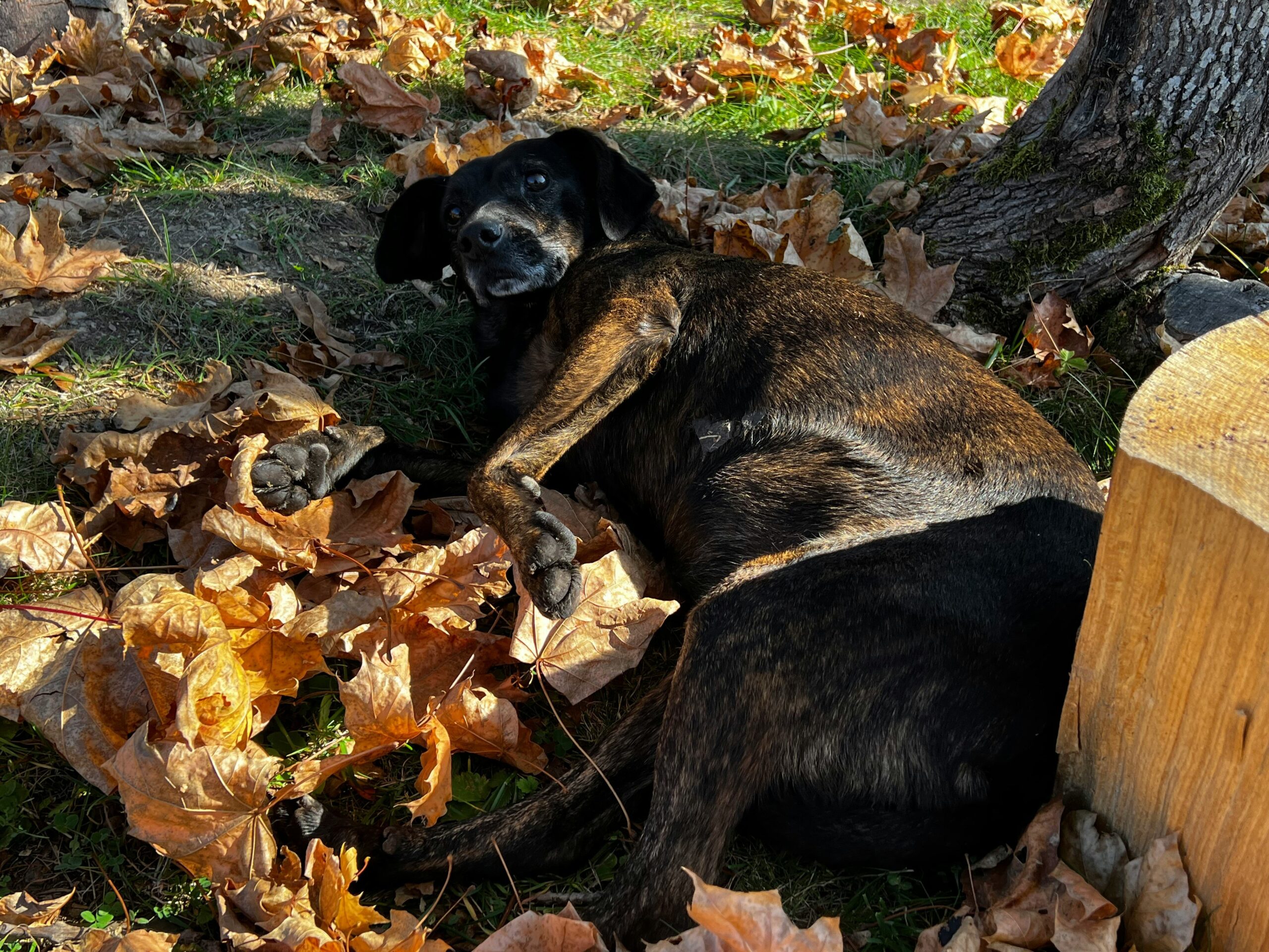 A senior guide dog resting comfortably at home.