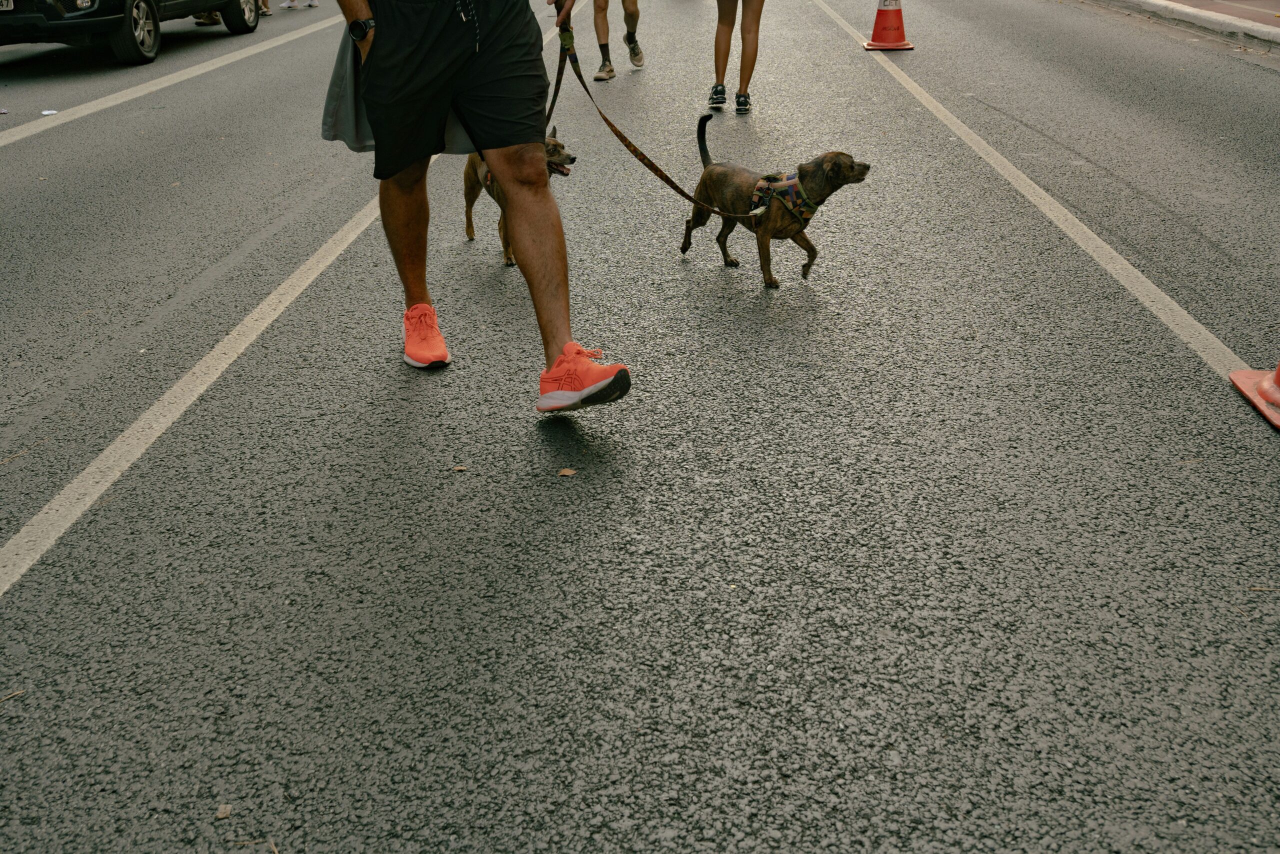 A trainer guiding a golden retriever through an obstacle course