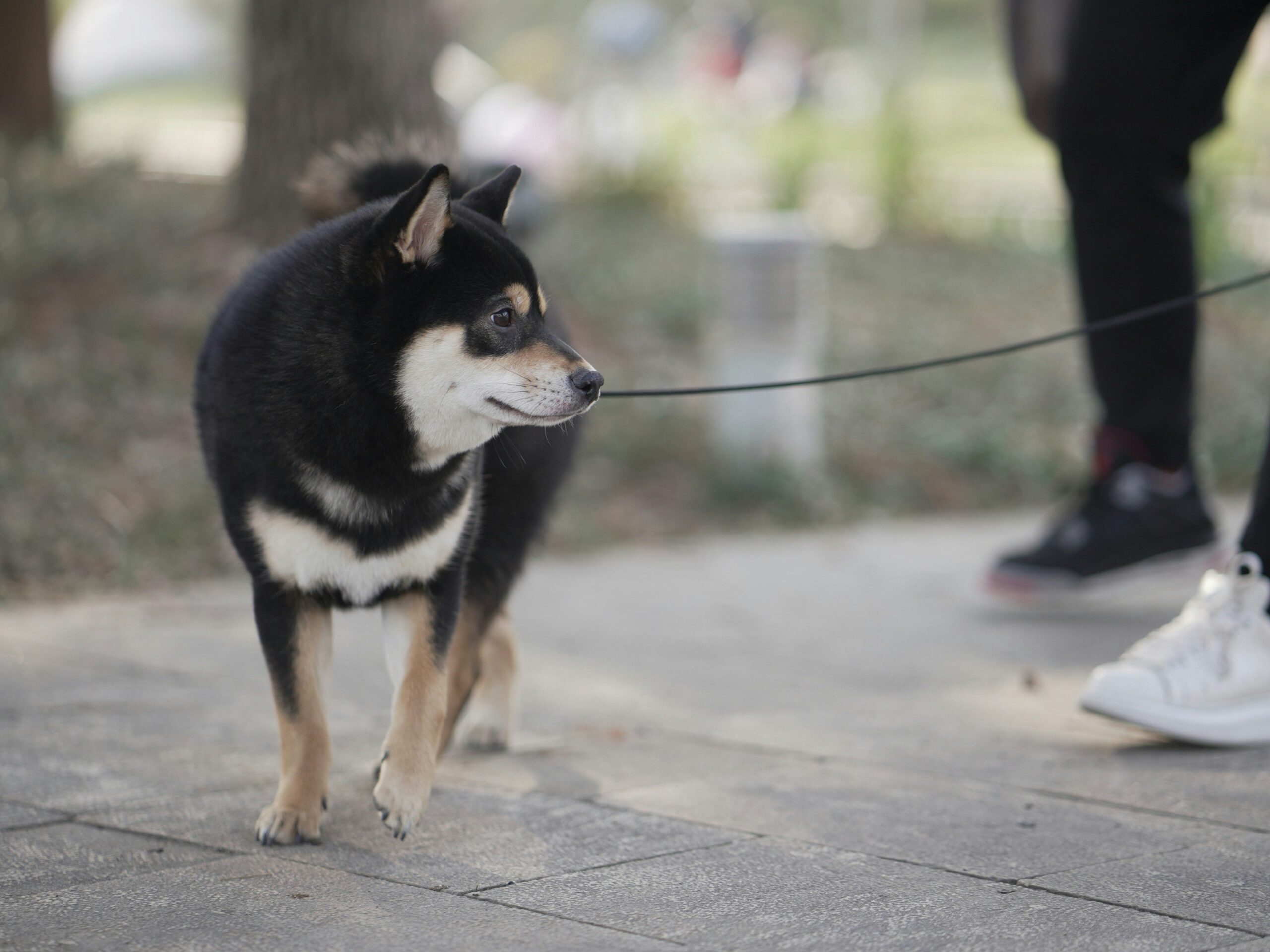 A trainer using treats to reward a blind dog
