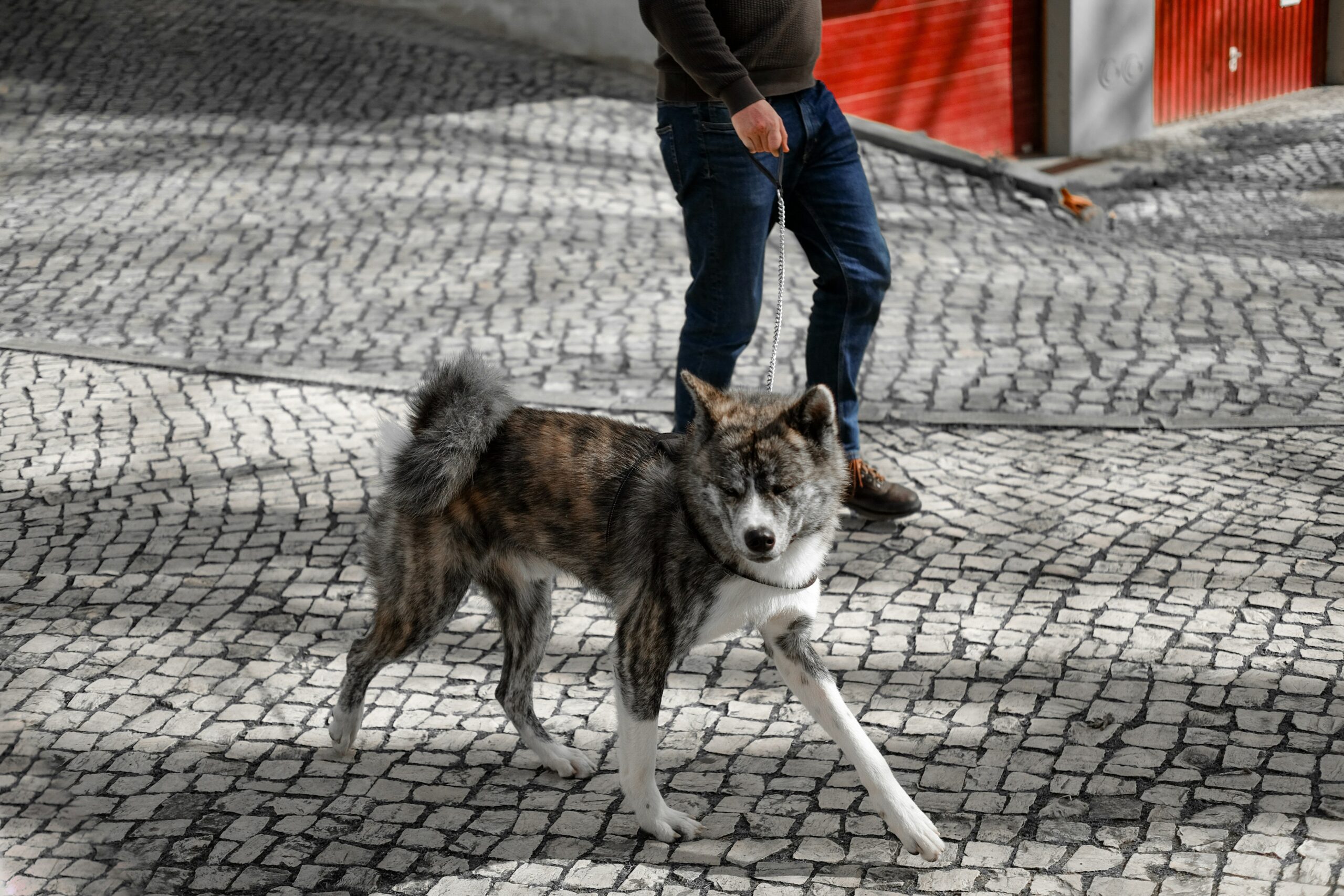 An infographic showing statistics on service dogs aiding visually impaired individuals