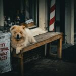 Creating the Perfect Guide Dog Retirement Plan: A Complete Guide