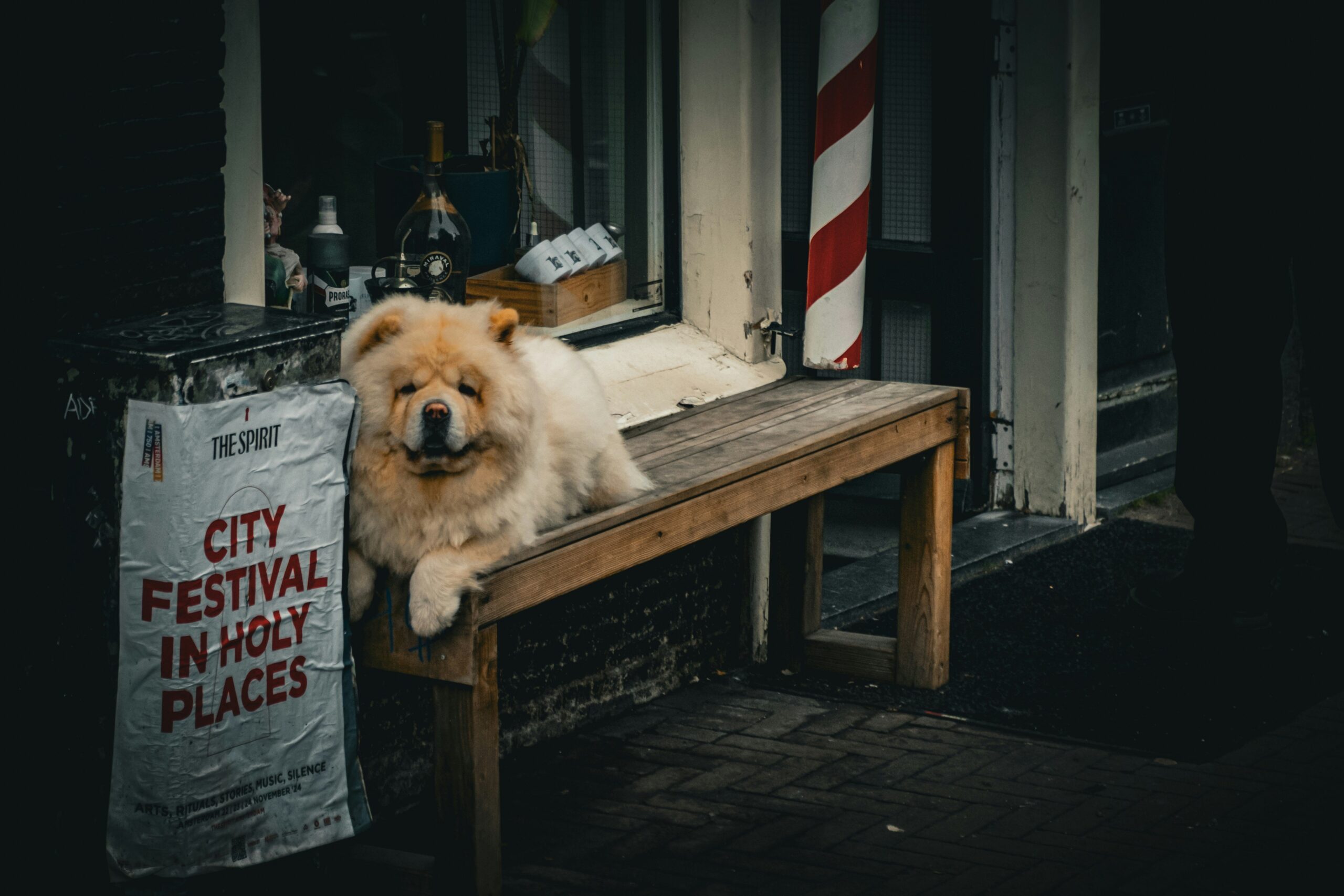 Creating the Perfect Guide Dog Retirement Plan: A Complete Guide