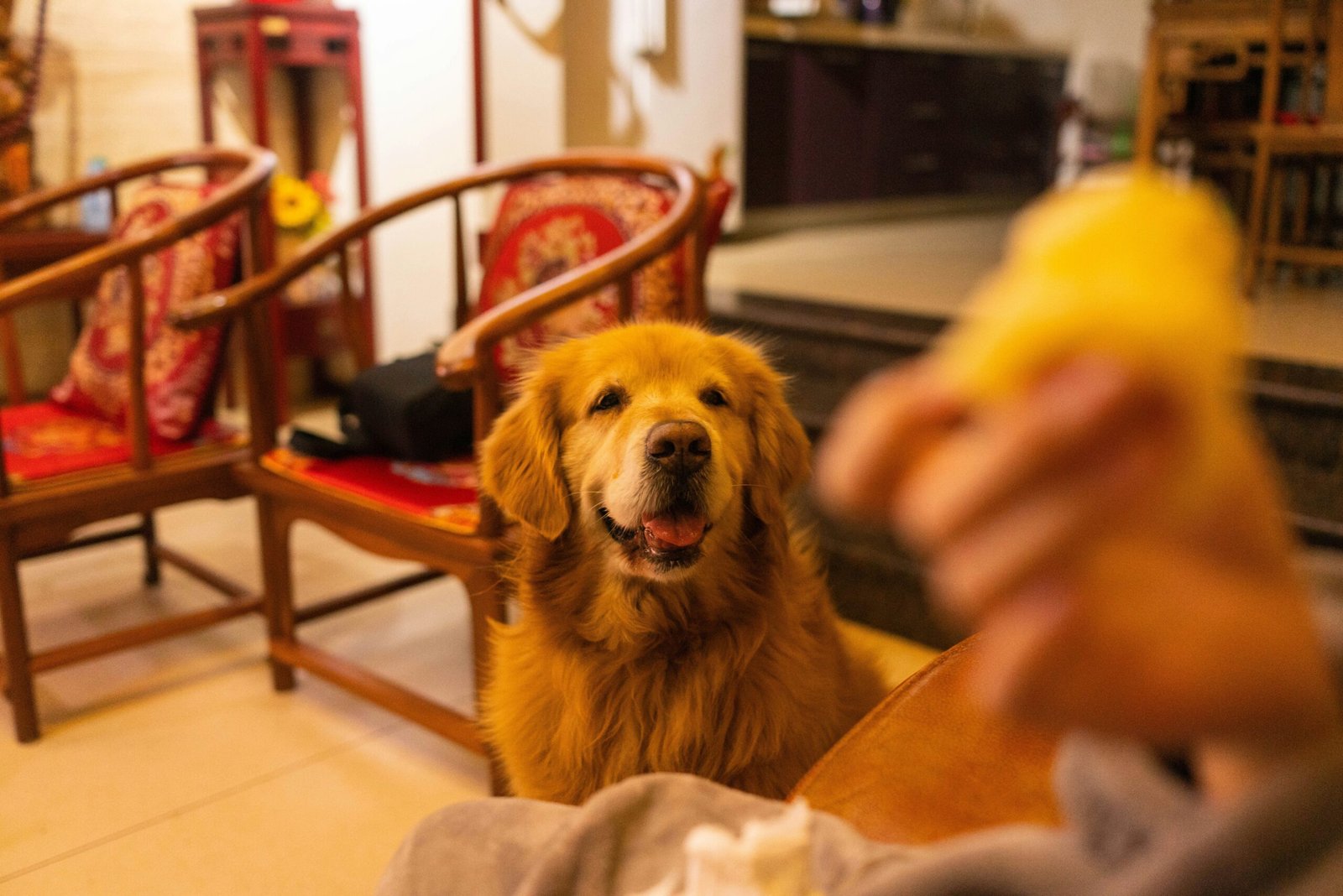 Happy senior guide dog relaxing next to its handler outdoors
