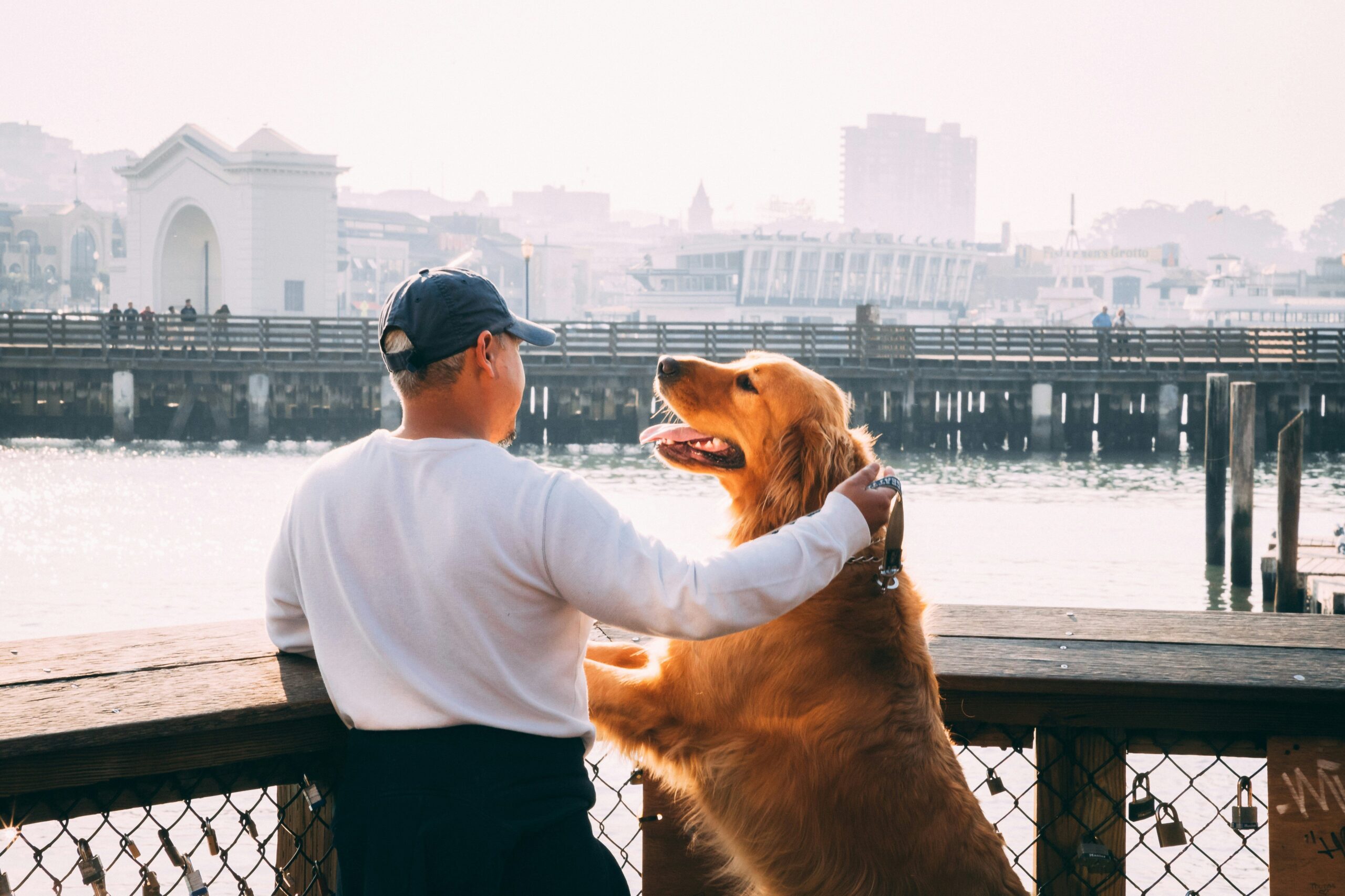 Infographic detailing stages of guide dog teamwork development