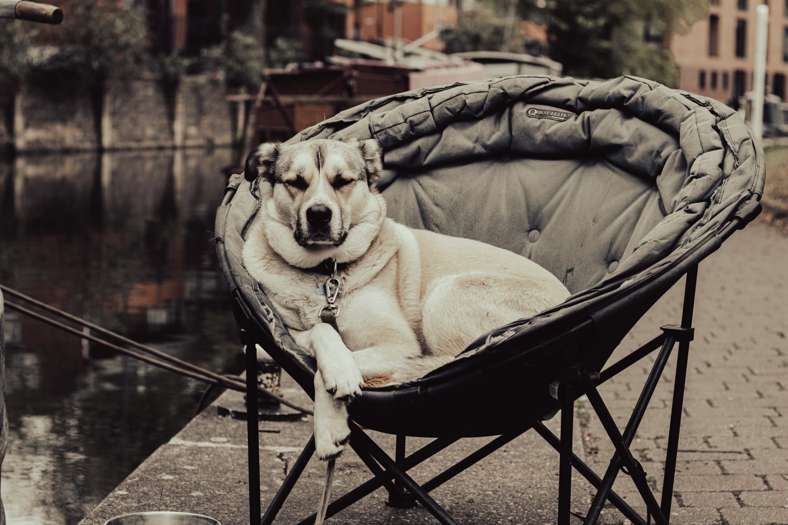 Interactive toys designed for senior dogs.