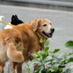 Mastering Blind Dog Navigation: The Ultimate Guide to Training Your Furry Companion