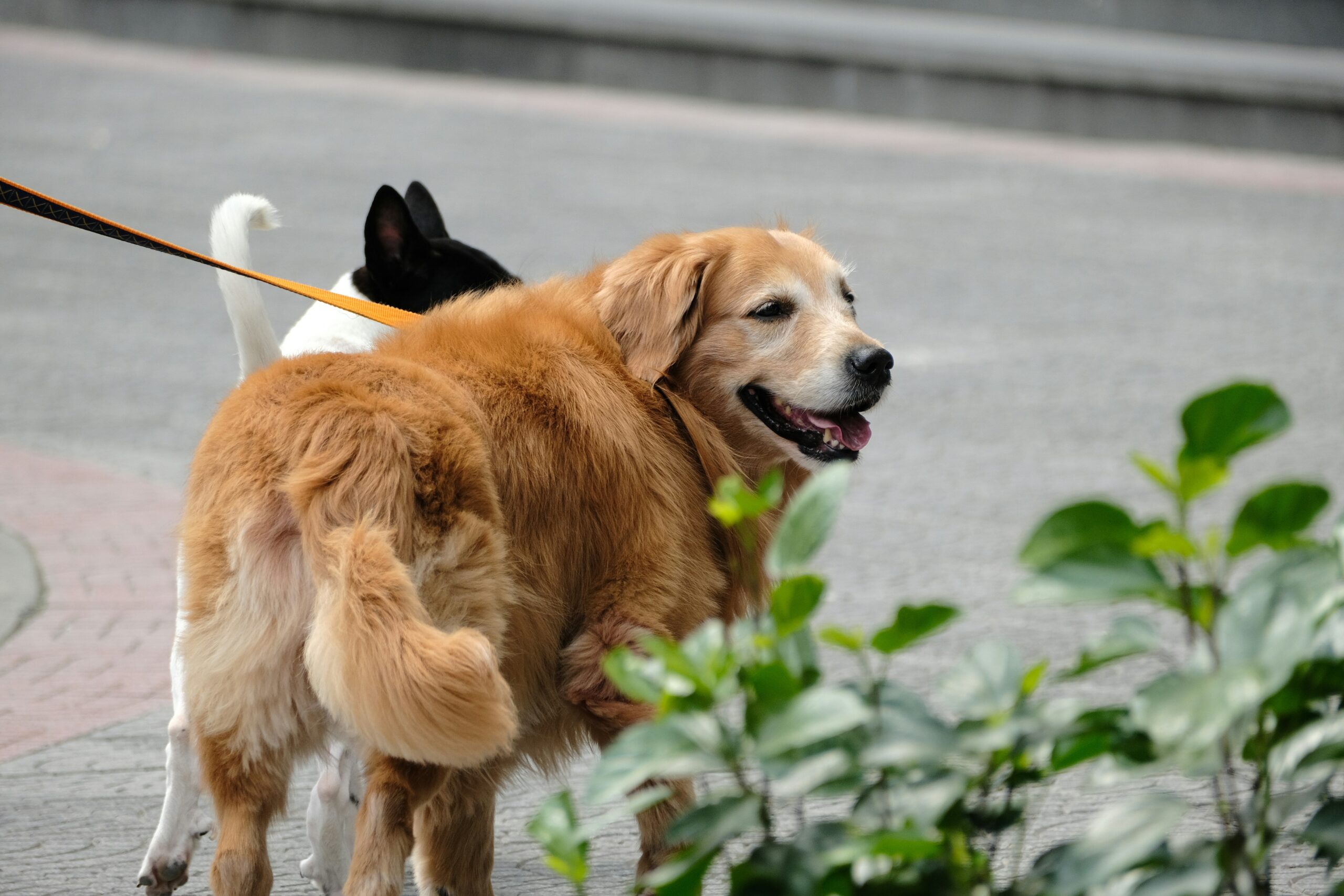 Mastering Blind Dog Navigation: The Ultimate Guide to Training Your Furry Companion