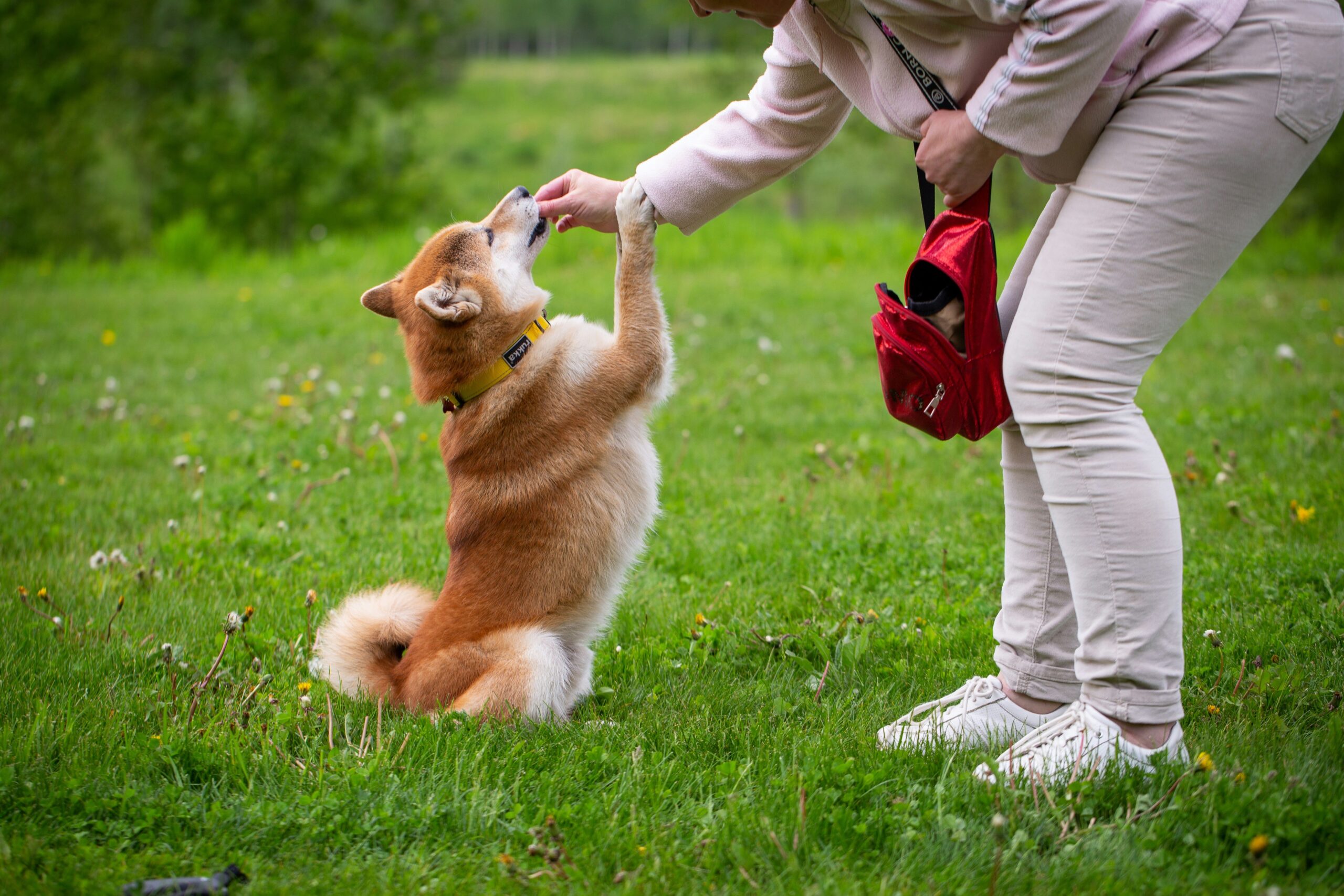 Mastering Guide Dog Navigation: Expert Training Tips for Service Animal Success