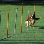 Mastering Guide Dog Obstacle Training: Tips, Techniques, and Triumphs
