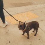Mastering Service Dog Pathfinding: The Ultimate Guide to Training Your Guide Dog