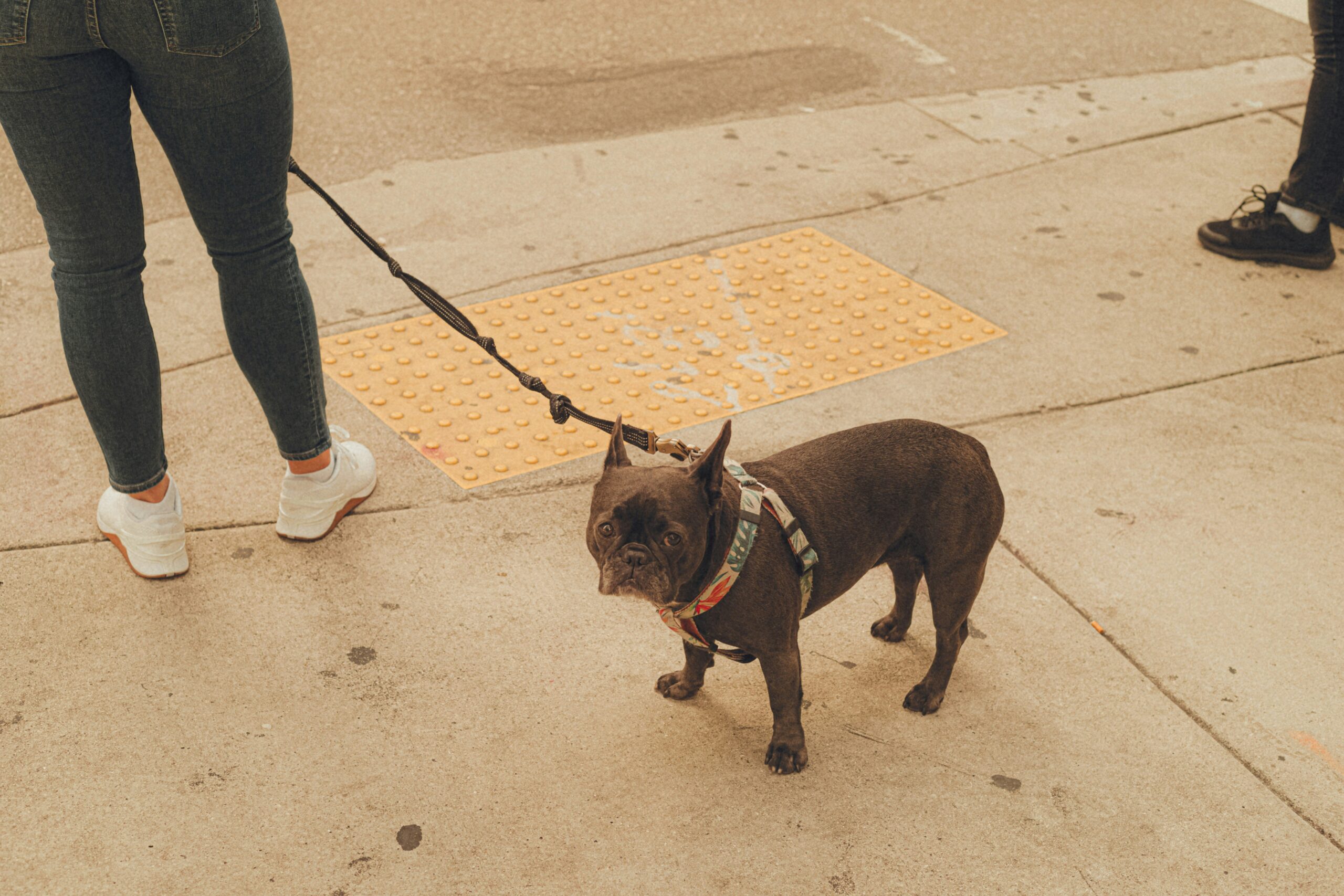 Mastering Service Dog Pathfinding: The Ultimate Guide to Training Your Guide Dog