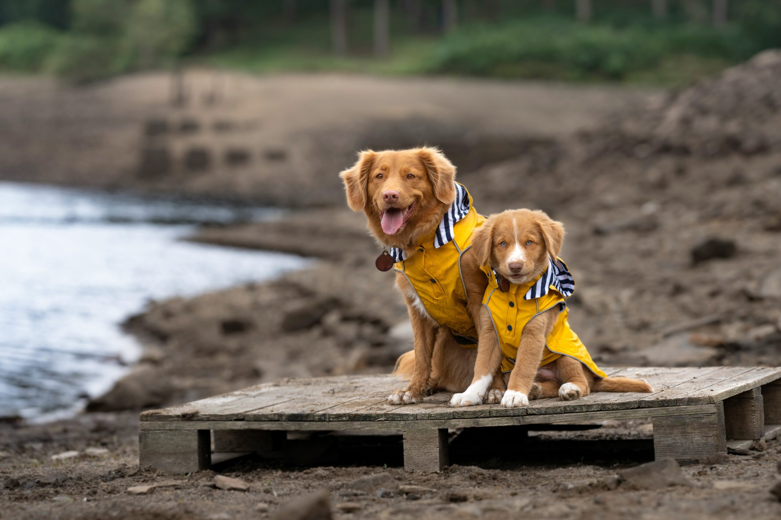 Mastering Service Dog Team Building: A Guide to Seamless Partnerships