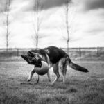 Mastering Support Dog Team Exercises: The Ultimate Guide to Effective Guide Dog Training