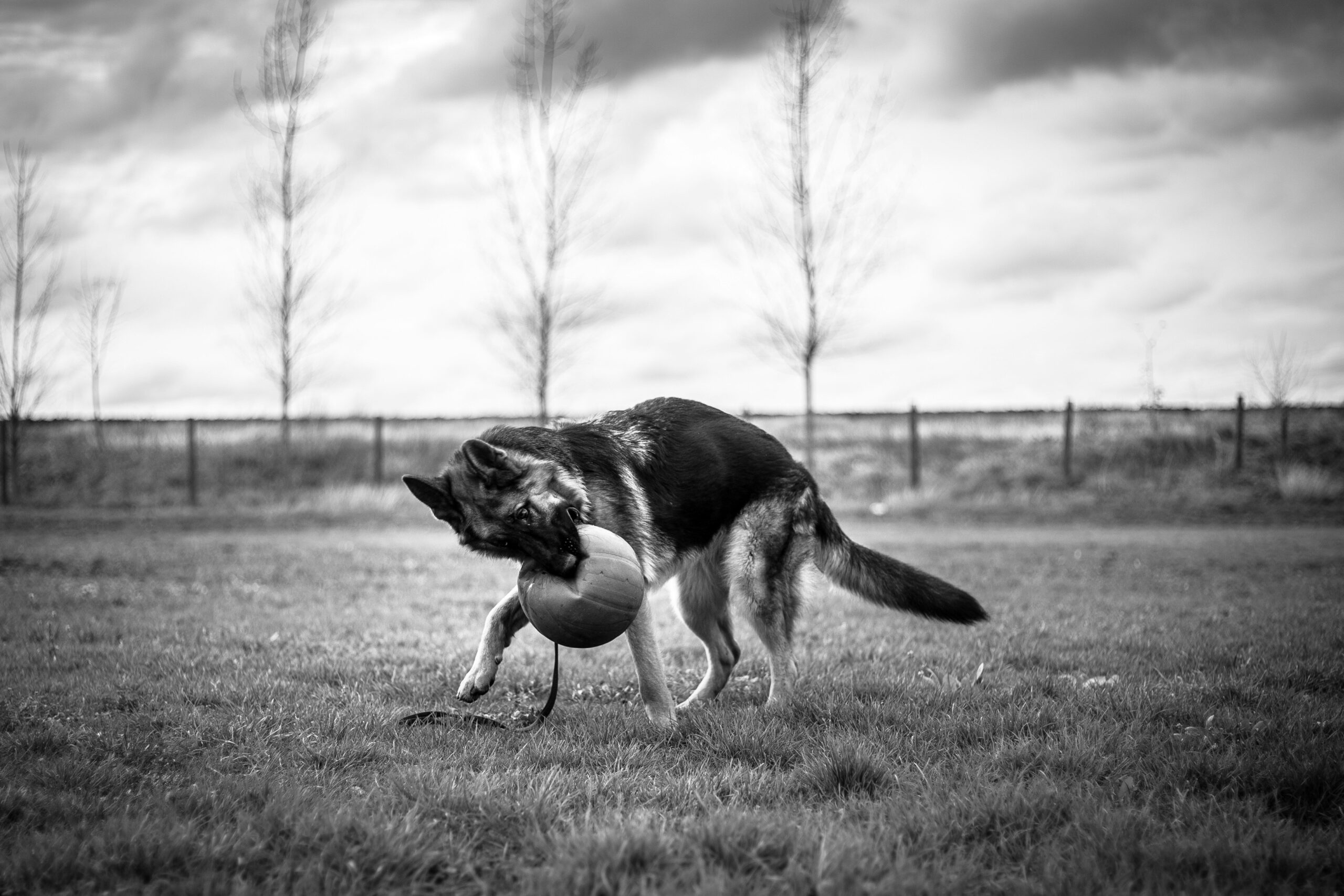 Mastering Support Dog Team Exercises: The Ultimate Guide to Effective Guide Dog Training